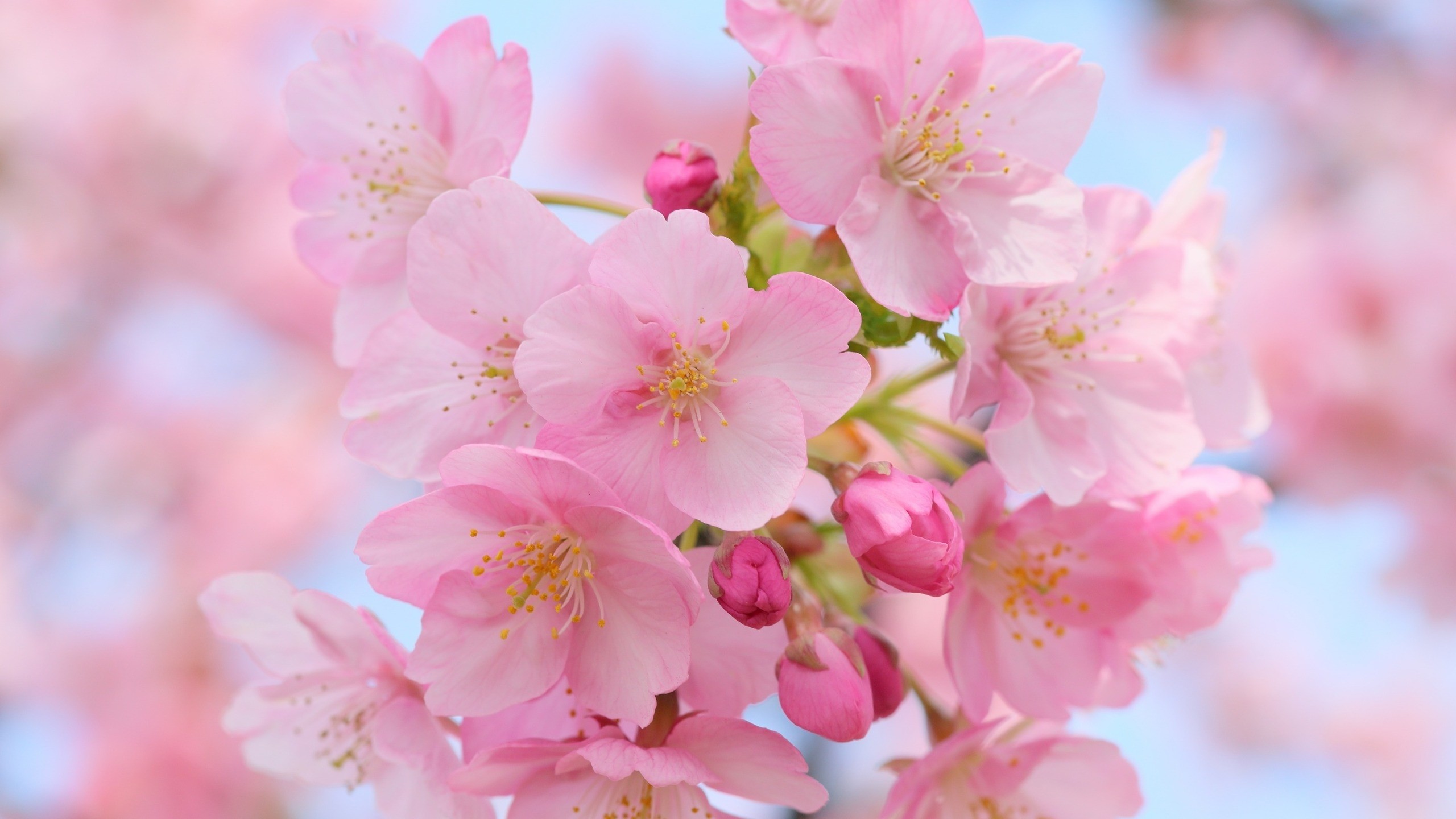 Pink Cherry Blossom Wallpaper (62+ images)