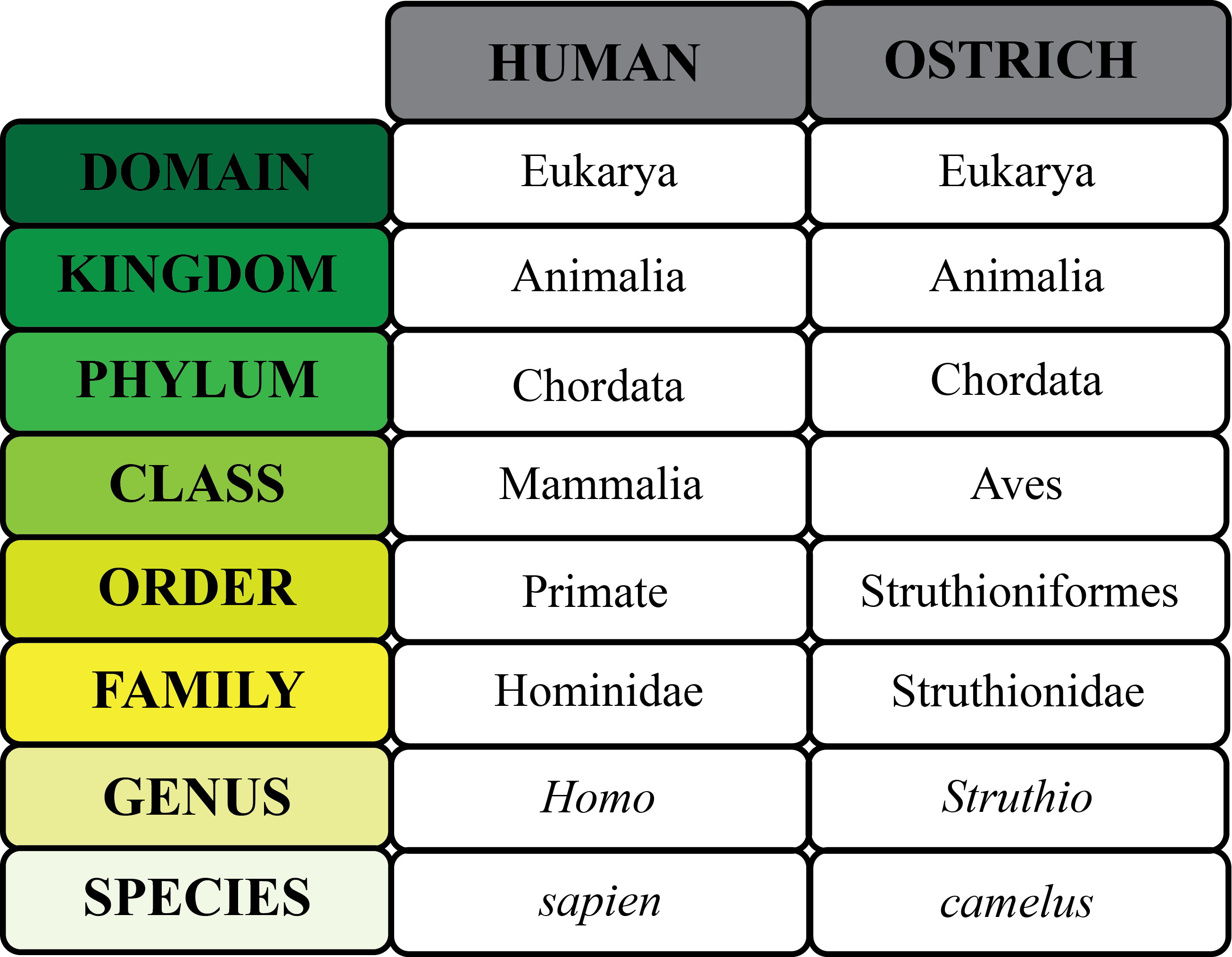 2613x2031 Taxonomic Categories