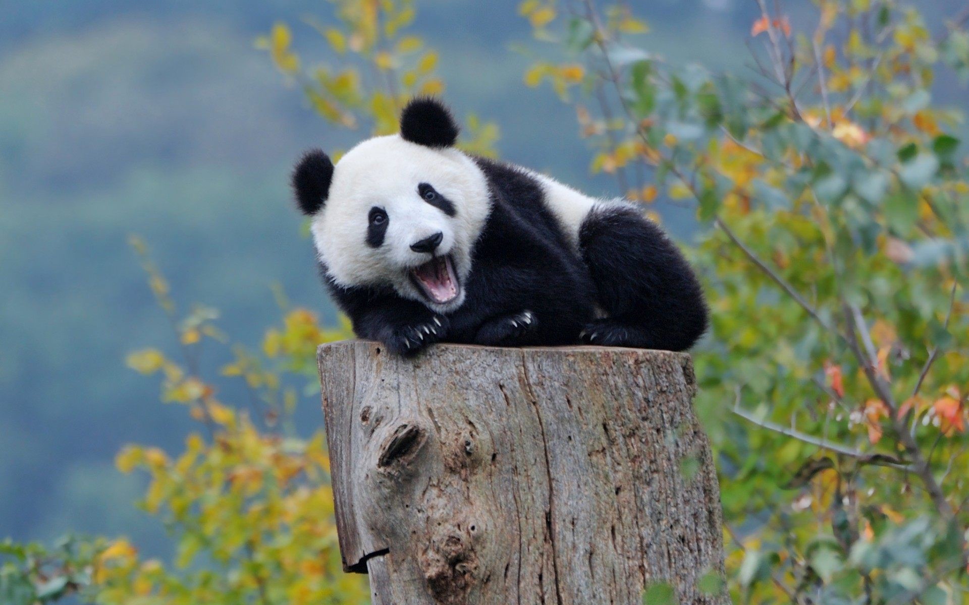 Panda HD Wallpaper (79+ images)