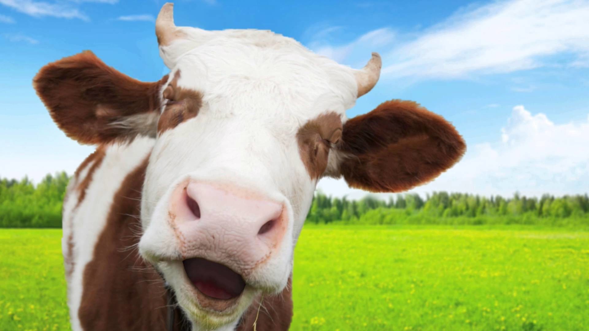 Funny Cow Wallpaper (54+ images)