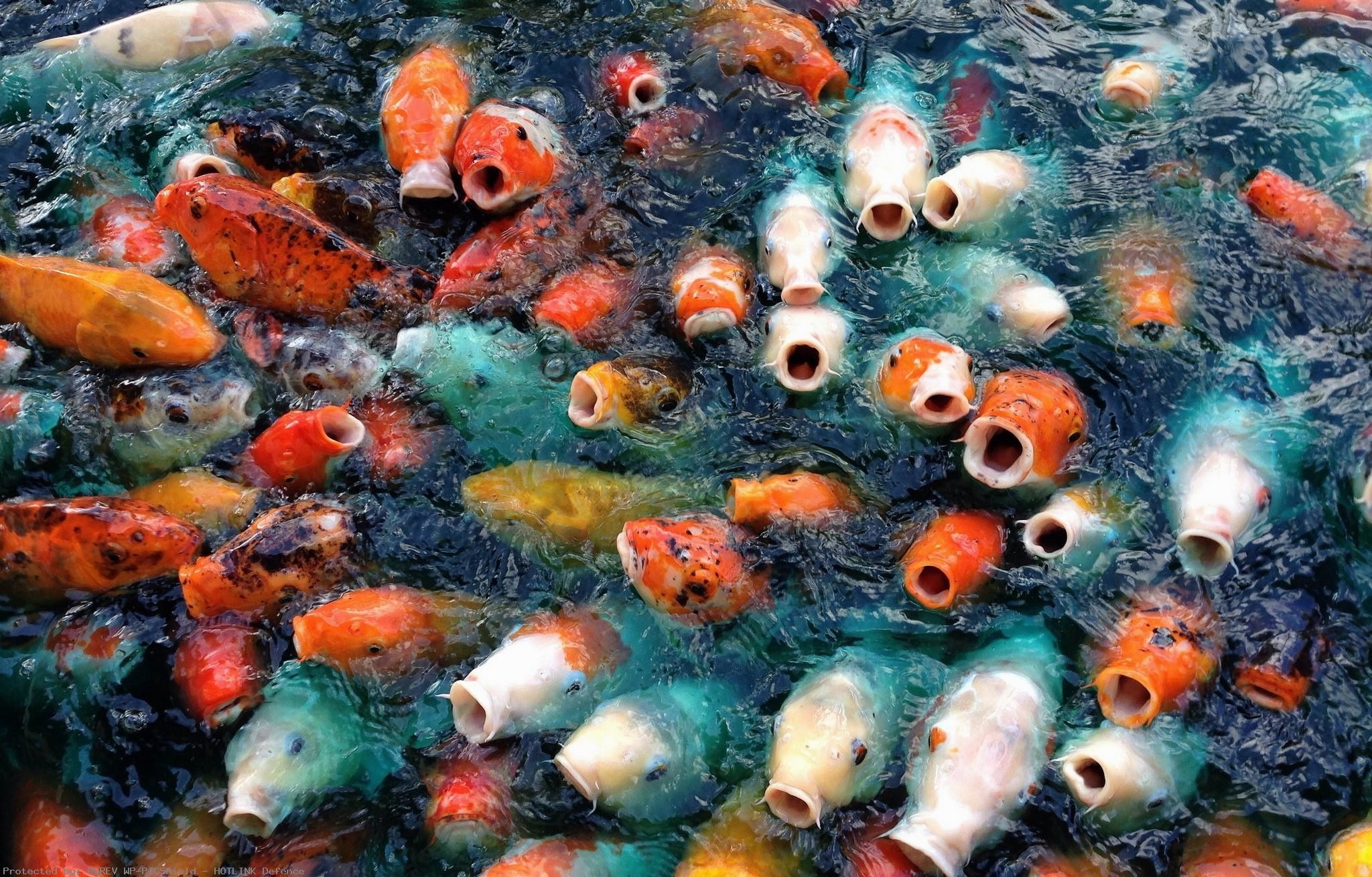 Koi Fish Live Wallpaper (56+ images)