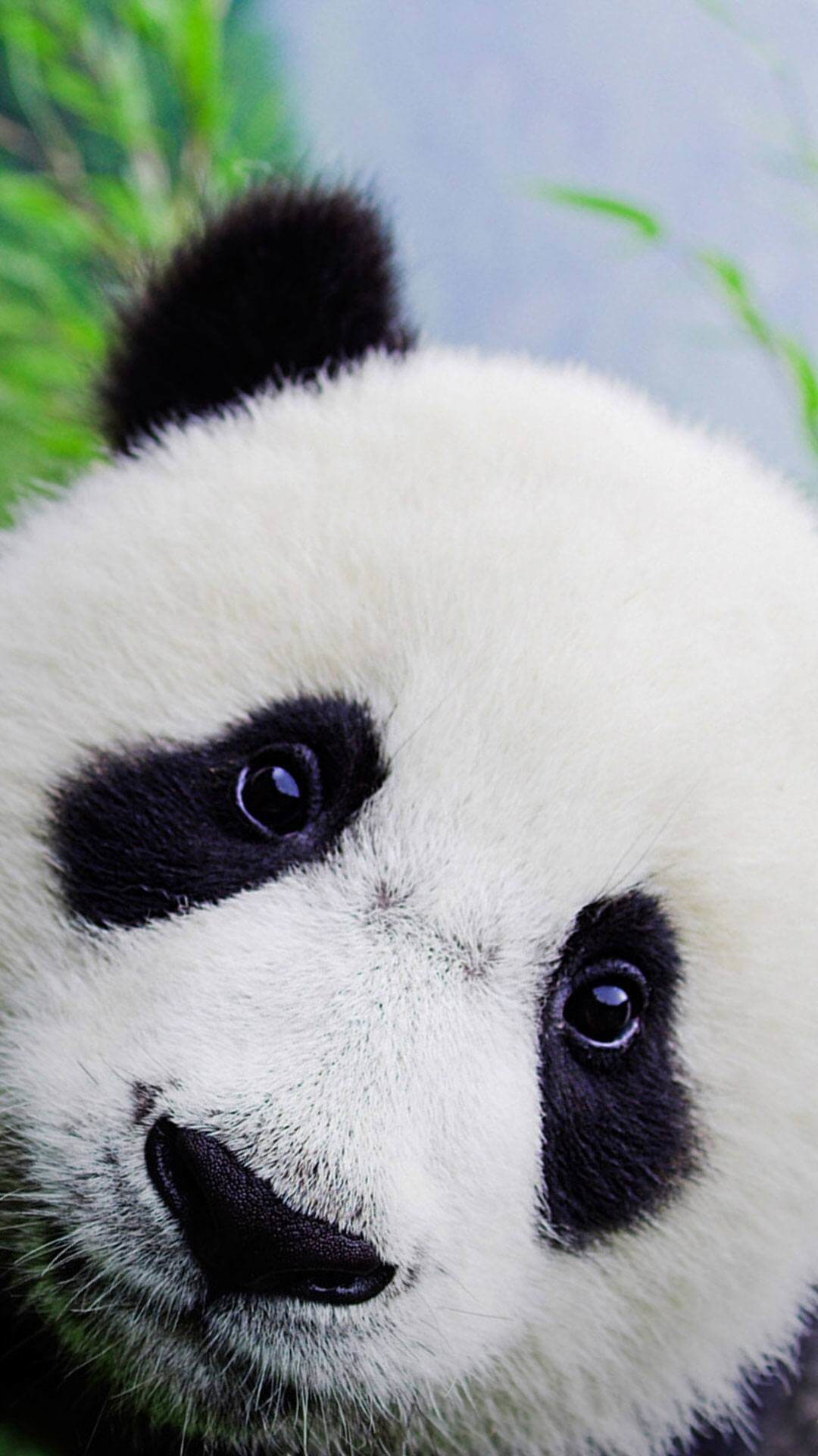 Cute Baby Panda Wallpaper (65+ images)