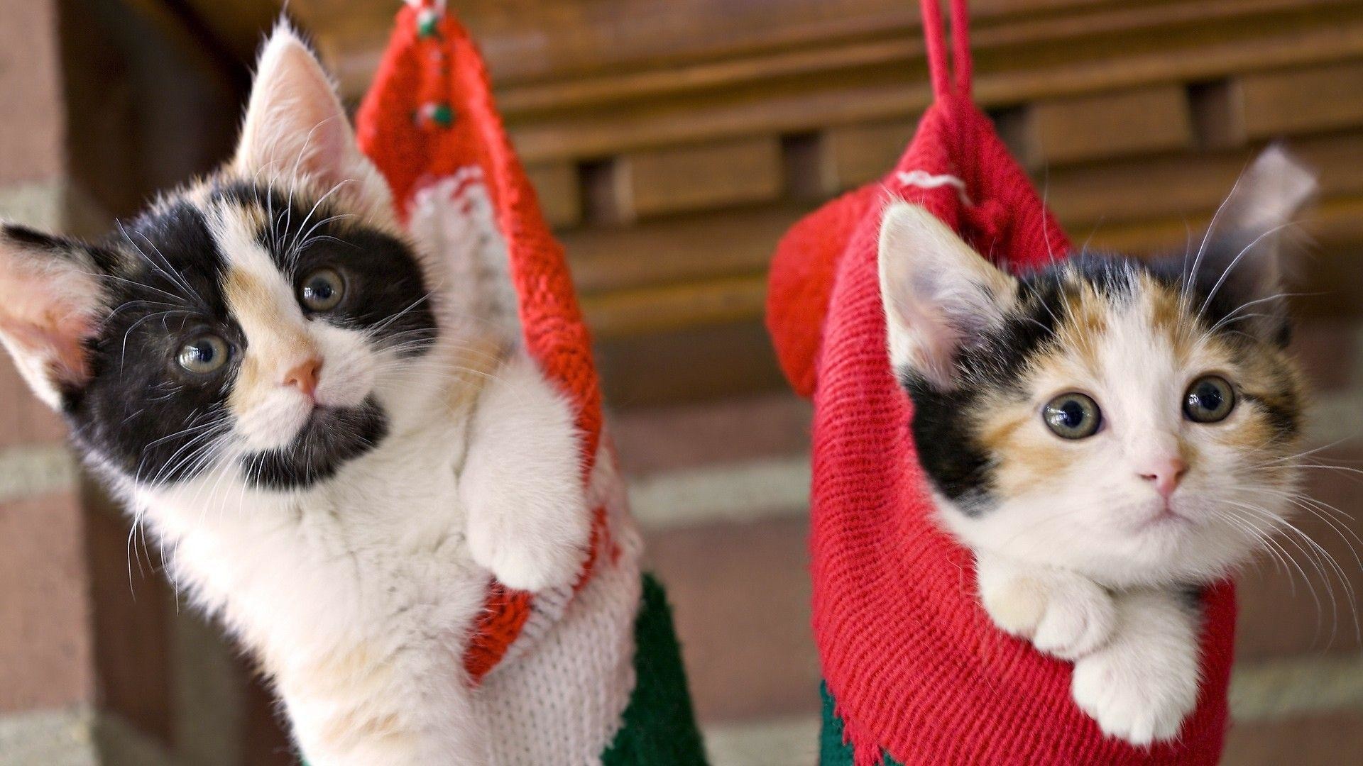 Funny Cat Christmas Wallpaper (55+ Images)