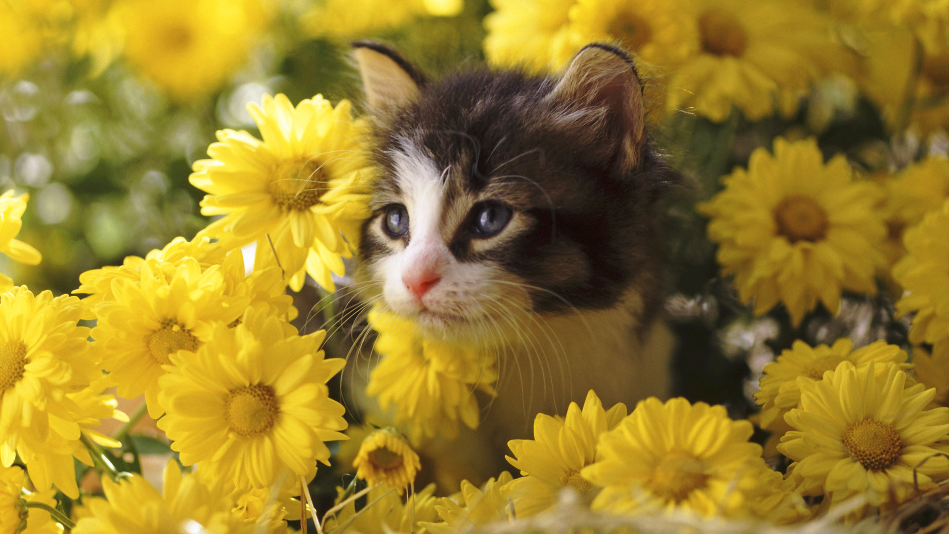 Cute Desktop Backgrounds Wallpaper Keren Sekali HD Cute Desktop Backgrounds Wallpaper Keren Sekali HD