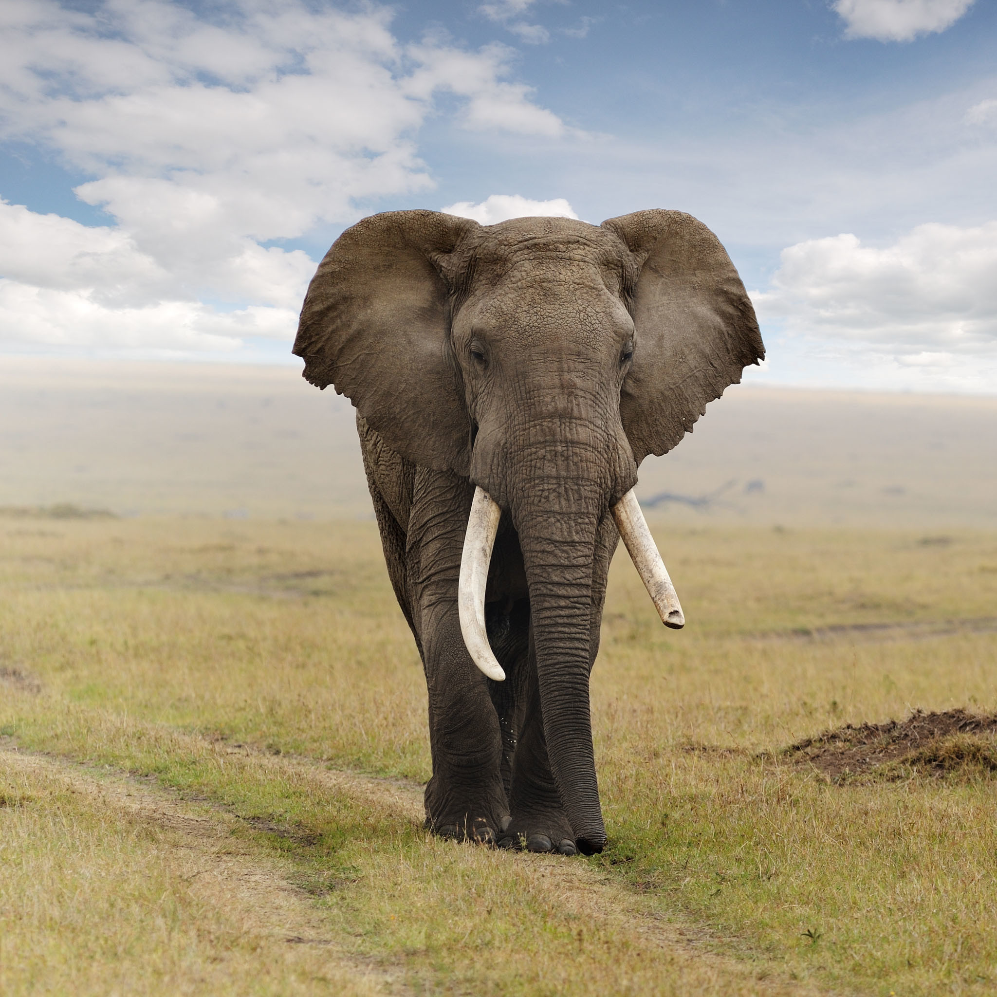 Elephant Wallpapers Animals