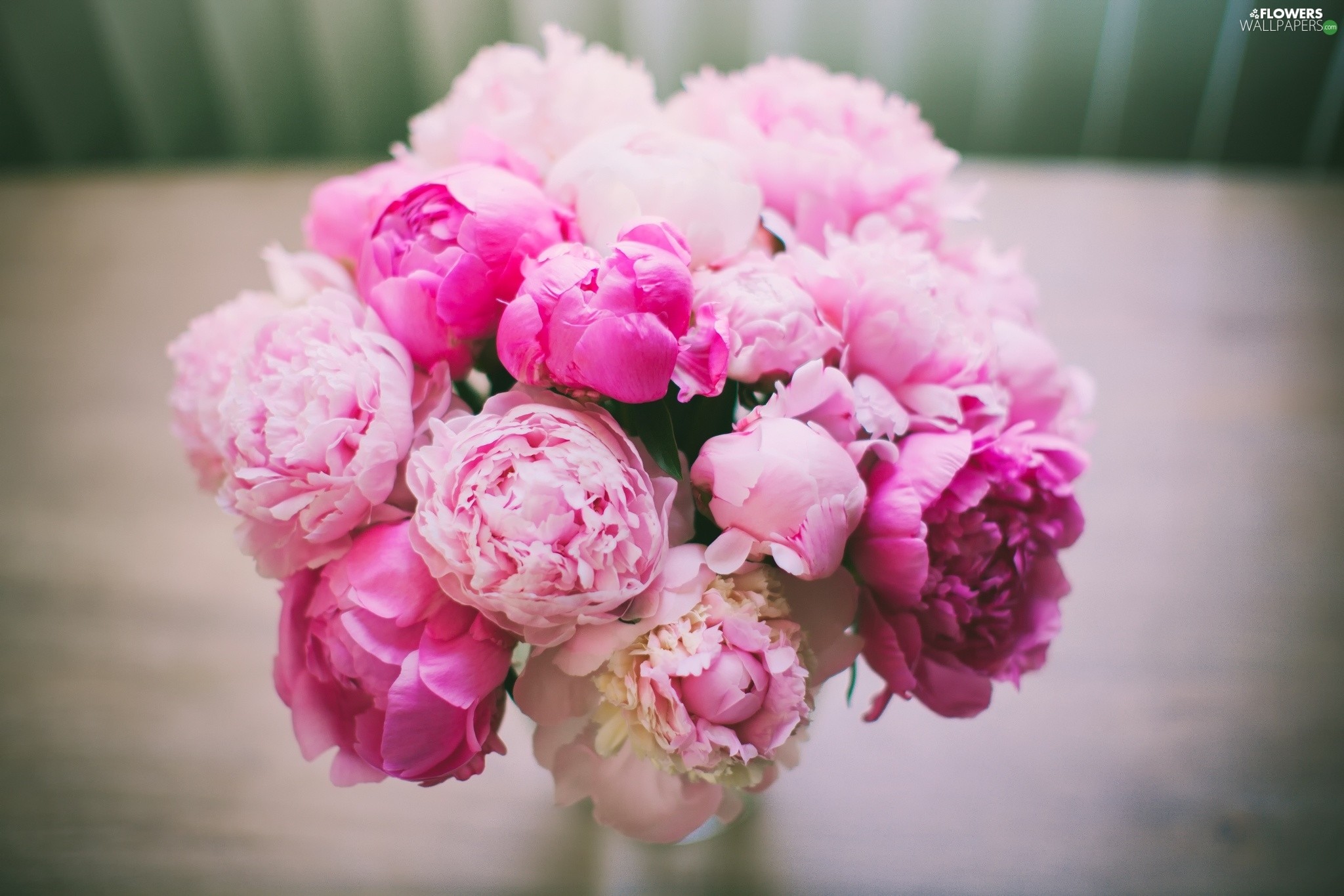 Pink Peony Wallpapers (57+ images)