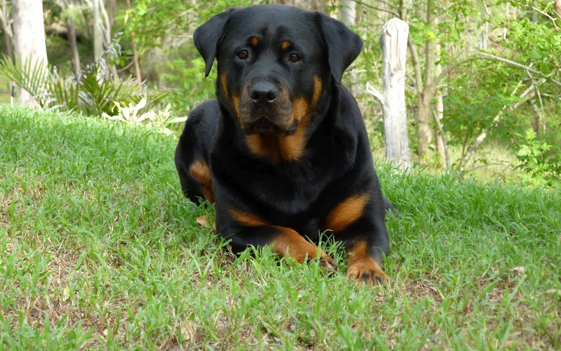 Rottweiler Screensavers and Wallpaper (47+ images)