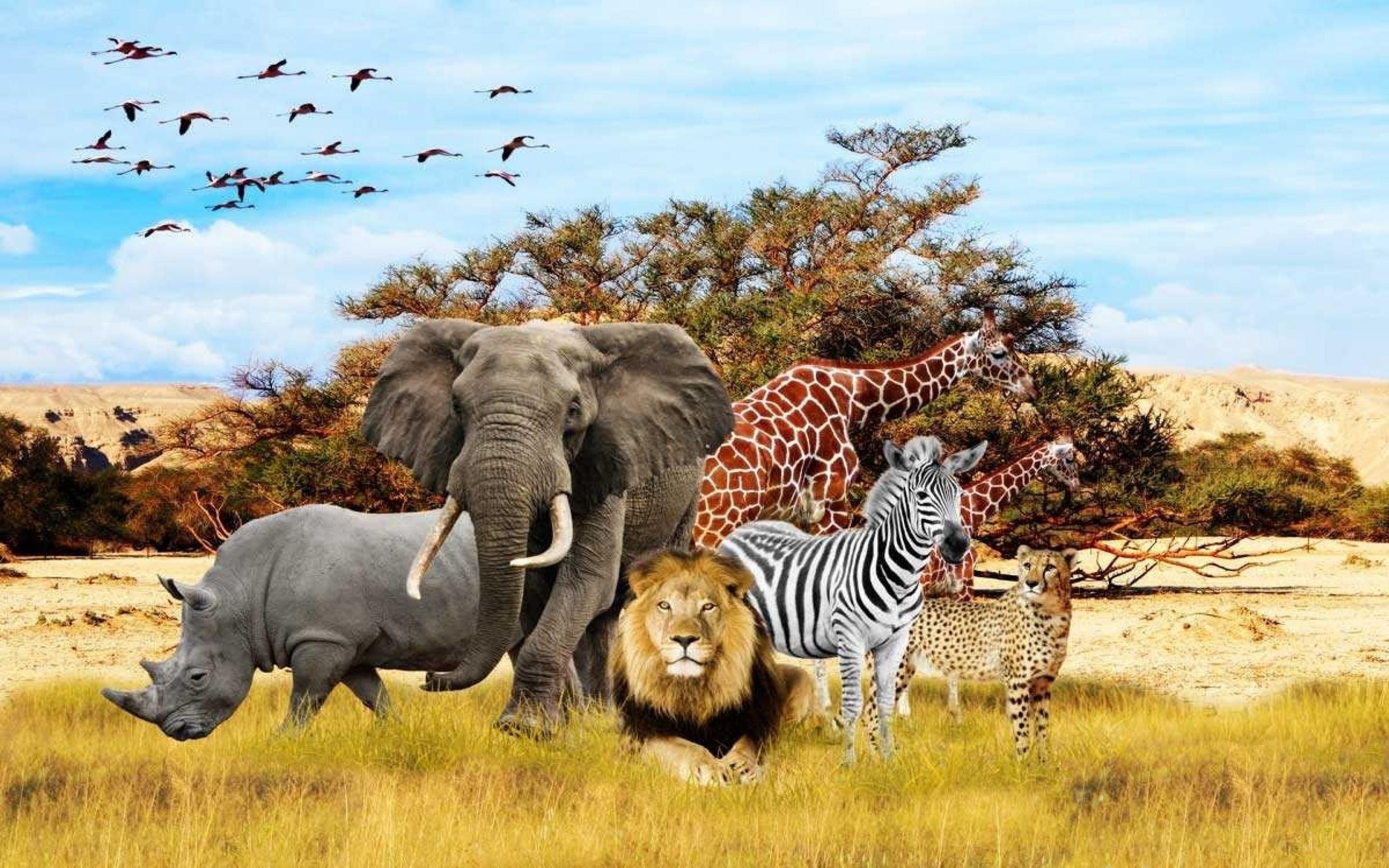 African Animal Safari