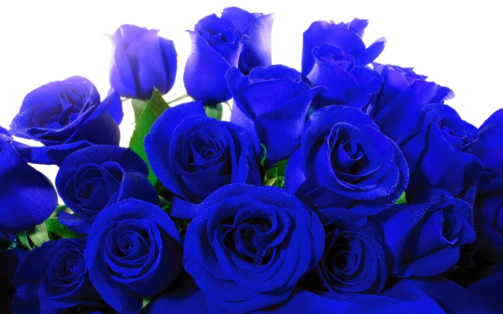 Blue Roses Wallpaper (58+ images)