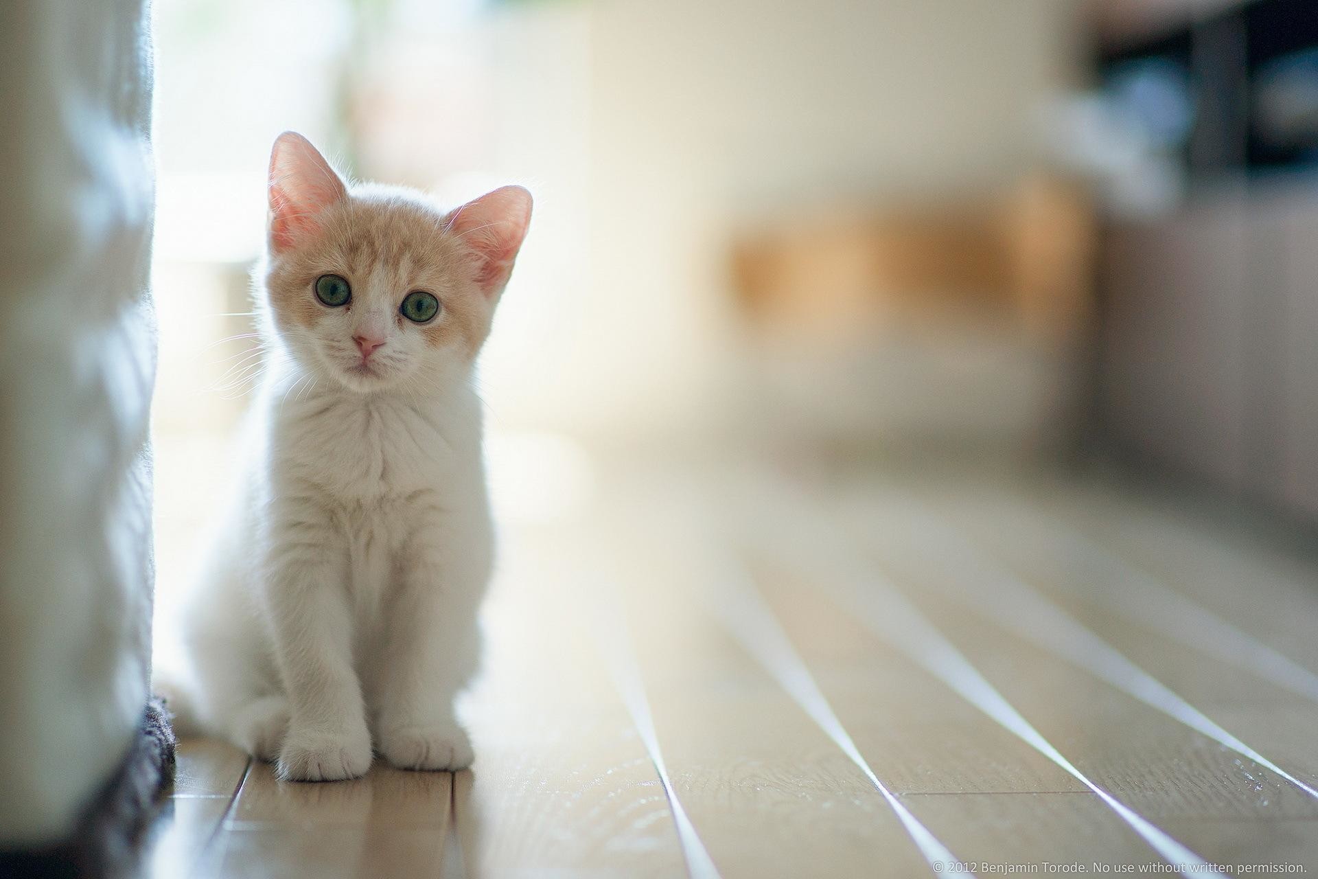 HD Cat Wallpapers (64+ images)