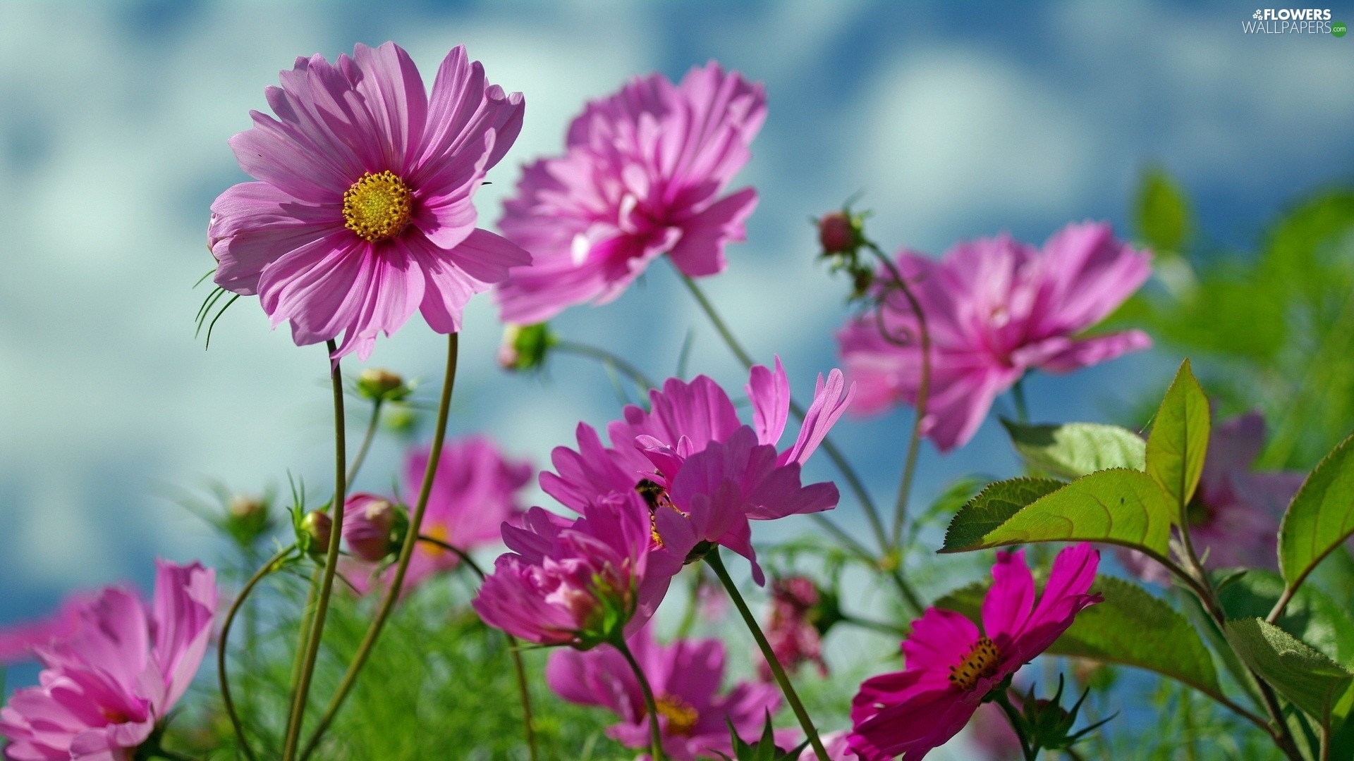 Wild Flowers Wallpaper (64+ images)