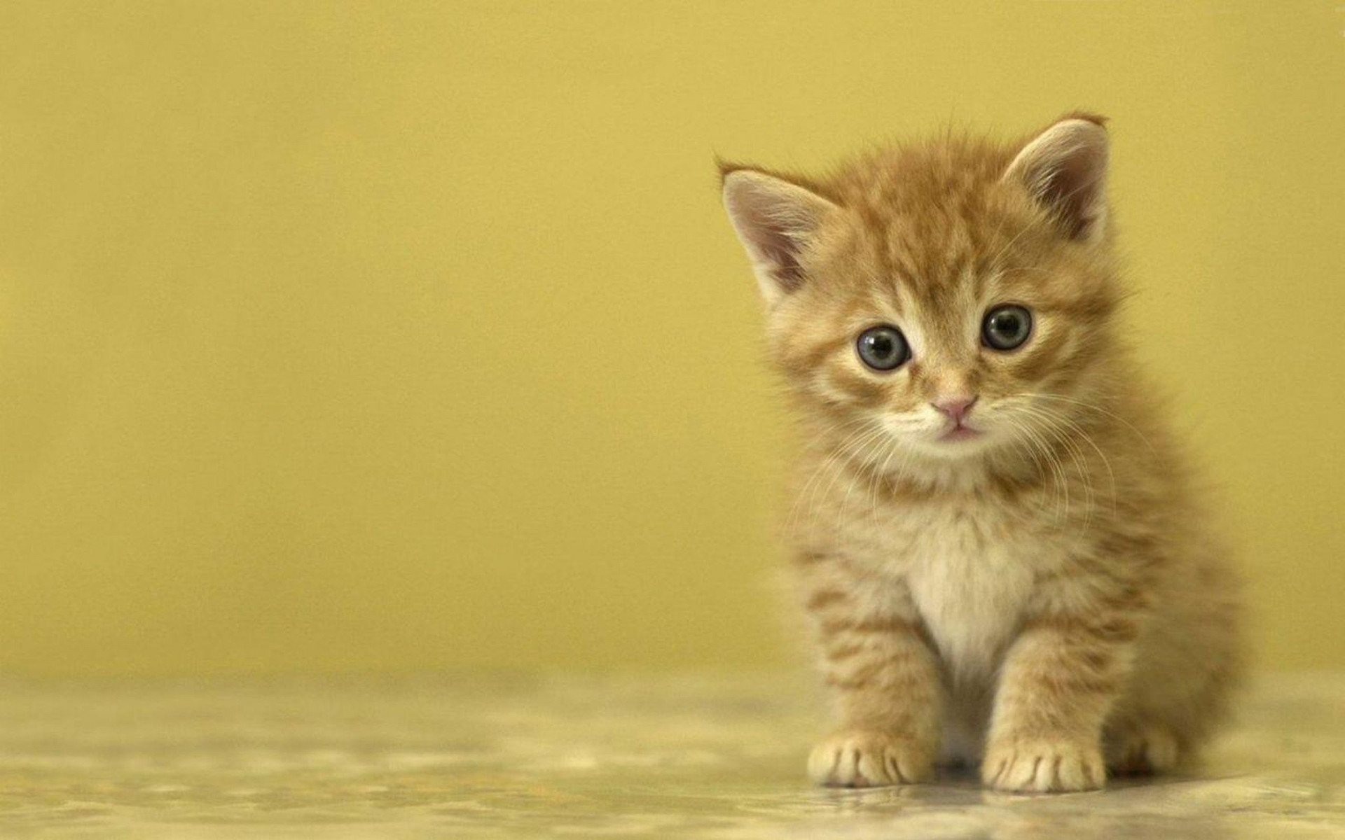 Cute Kitty Wallpaper (66+ images)