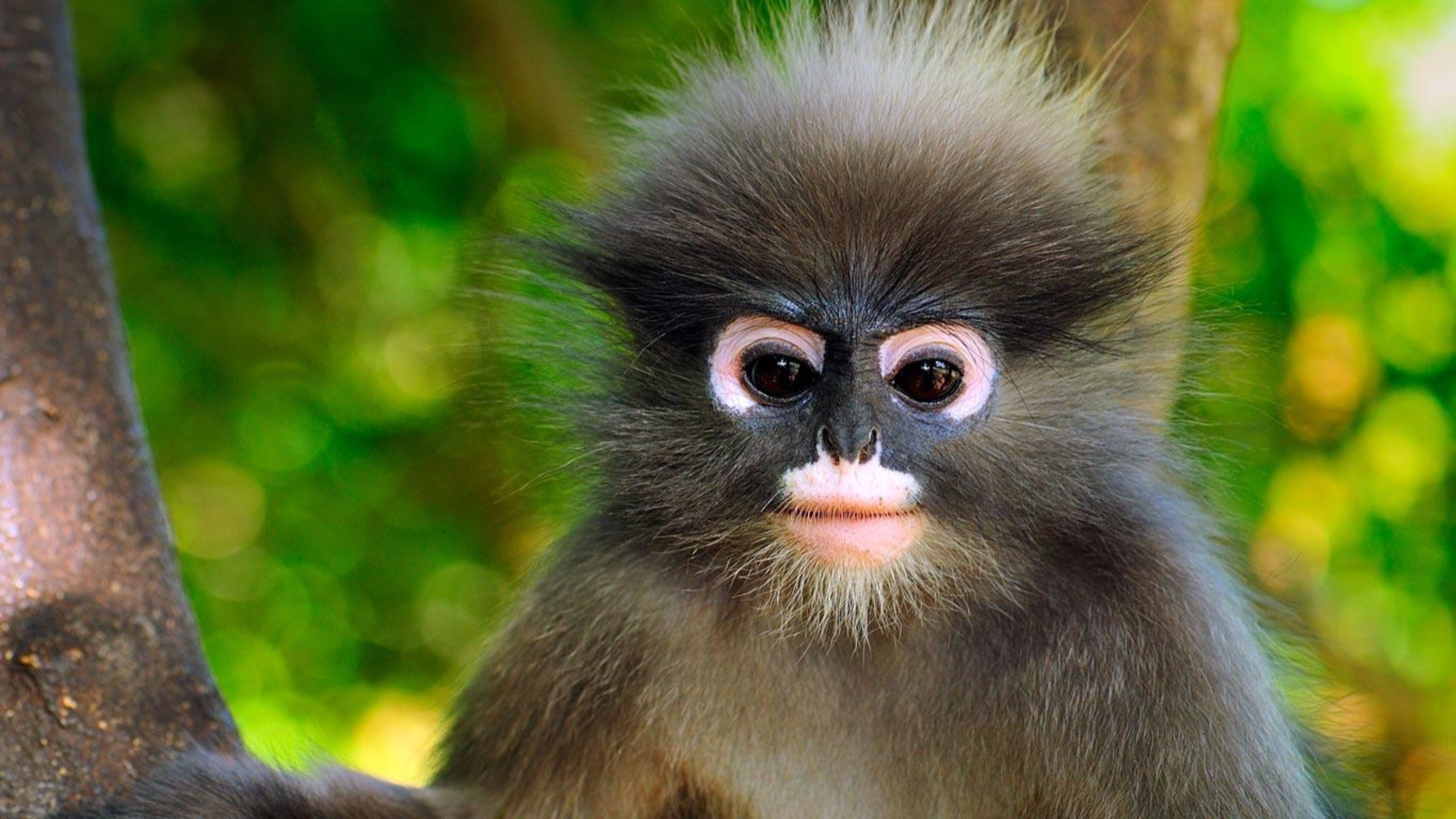 Baby Monkey Wallpaper (72+ images)