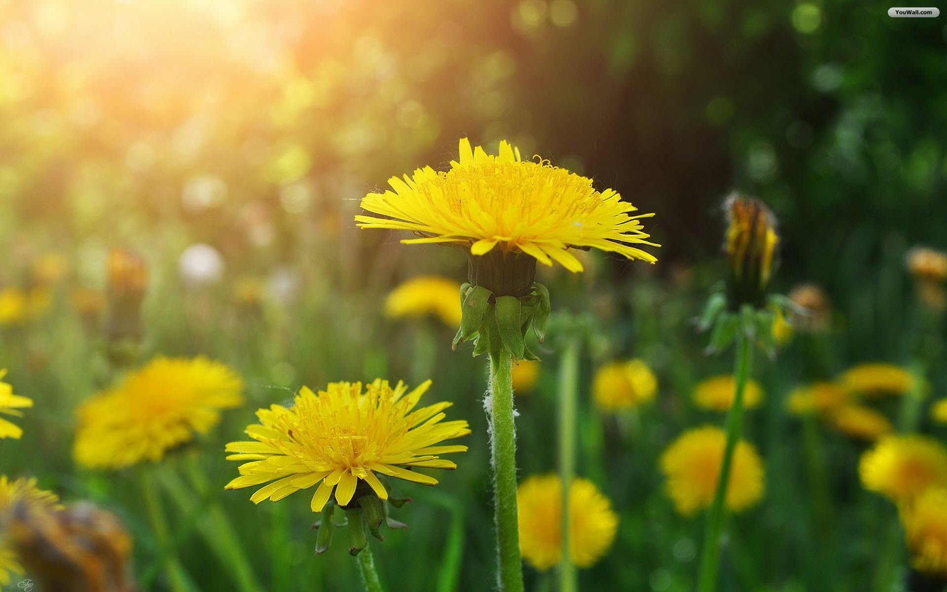 Blowing Dandelion Wallpaper (71+ images)