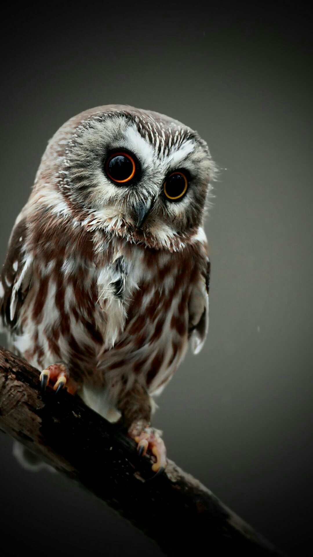 Cute Owl Wallpaper (66+ images)