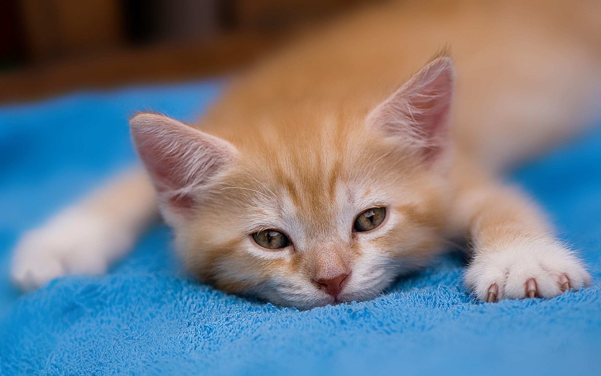 Cute Kitten Desktop Wallpaper (60+ images)