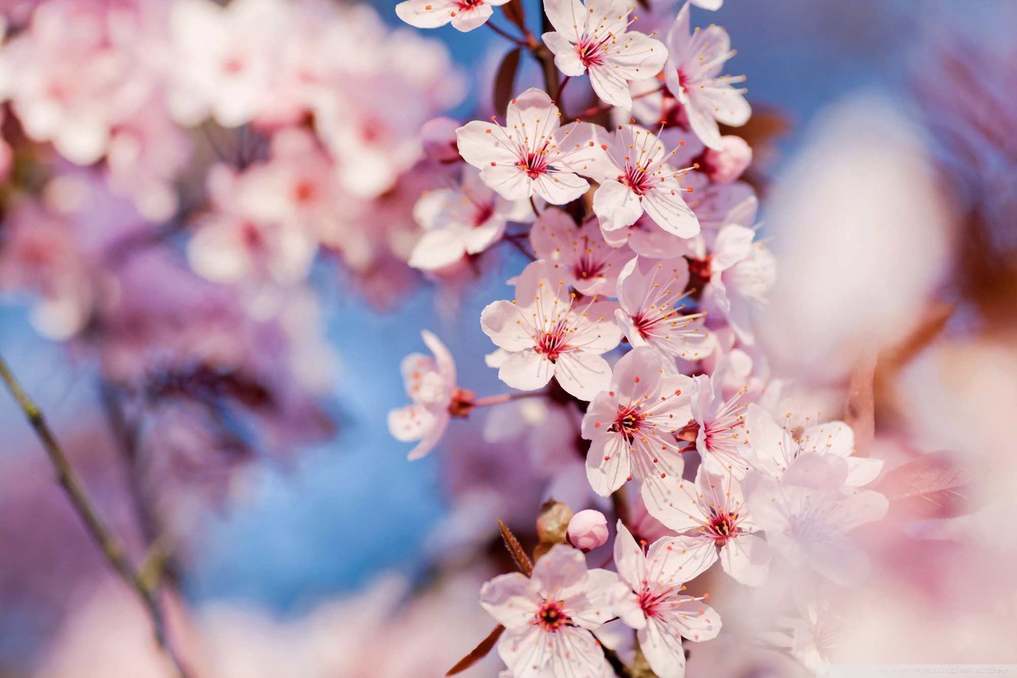 Cherry Blossoms iPhone Wallpaper (75+ images)