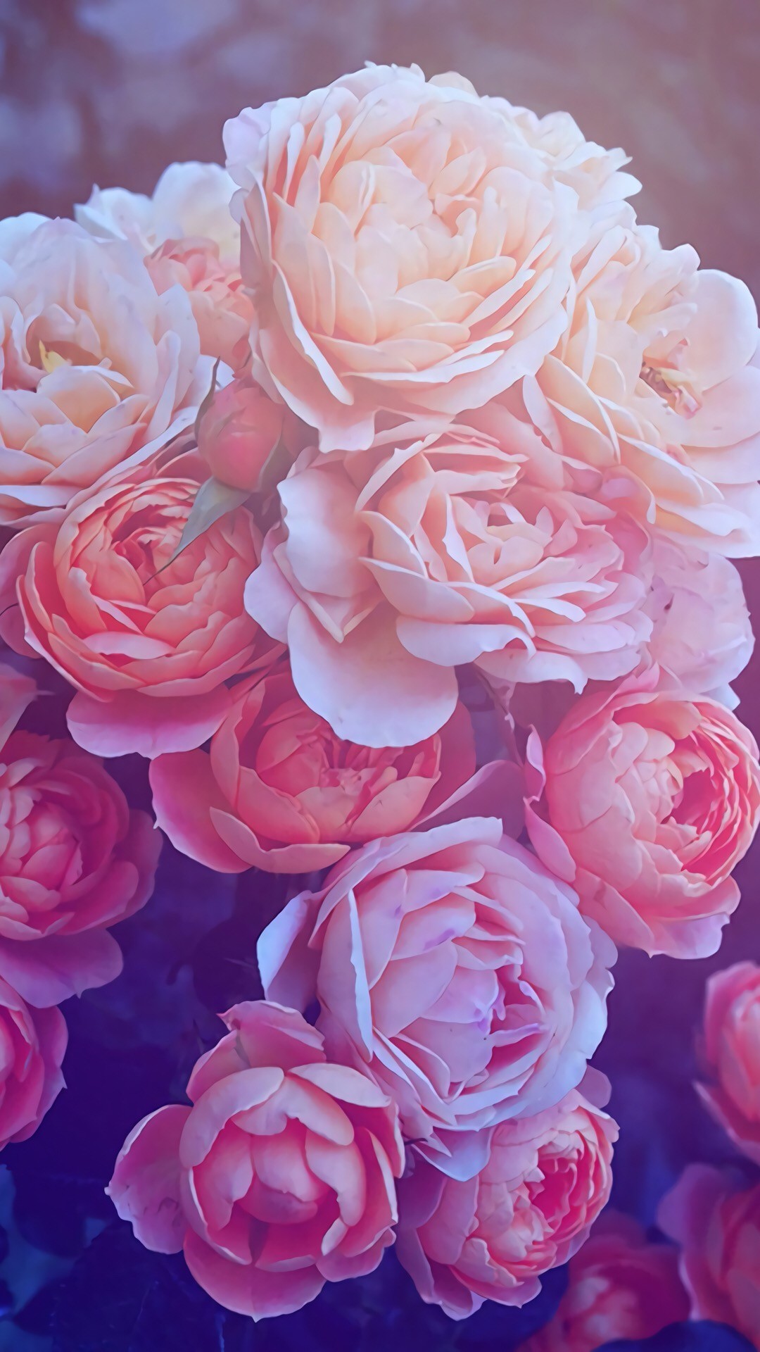 Rose Wallpaper for iPhone (87+ images)