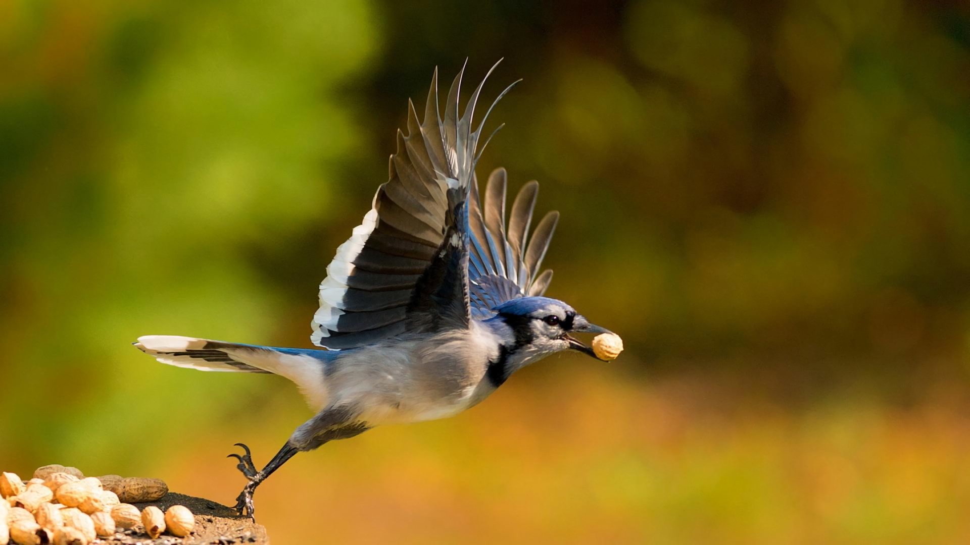 Blue Jay Wallpaper HD (60+ images)