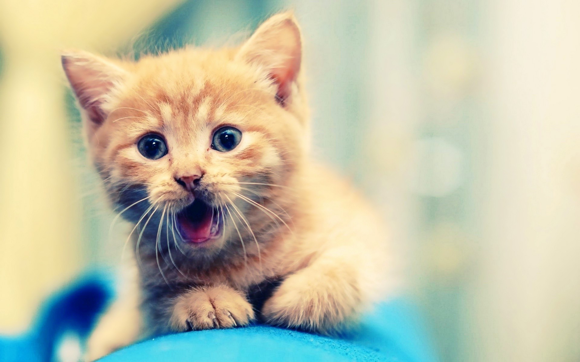 Cute HD Wallpapers For Desktop 73 Images Cute HD Wallpapers For Desktop 73 Images
