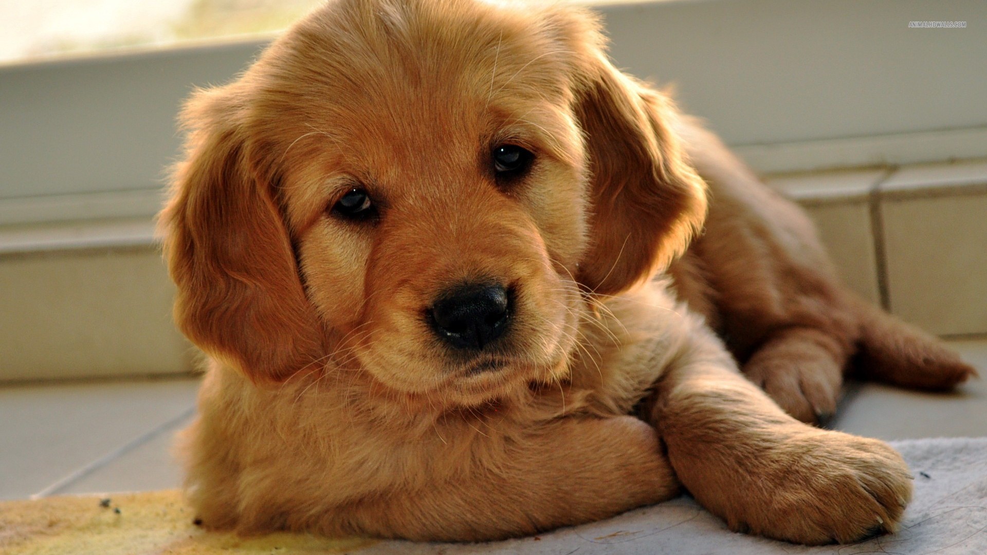 Cute Golden Retriever Puppies Wallpaper