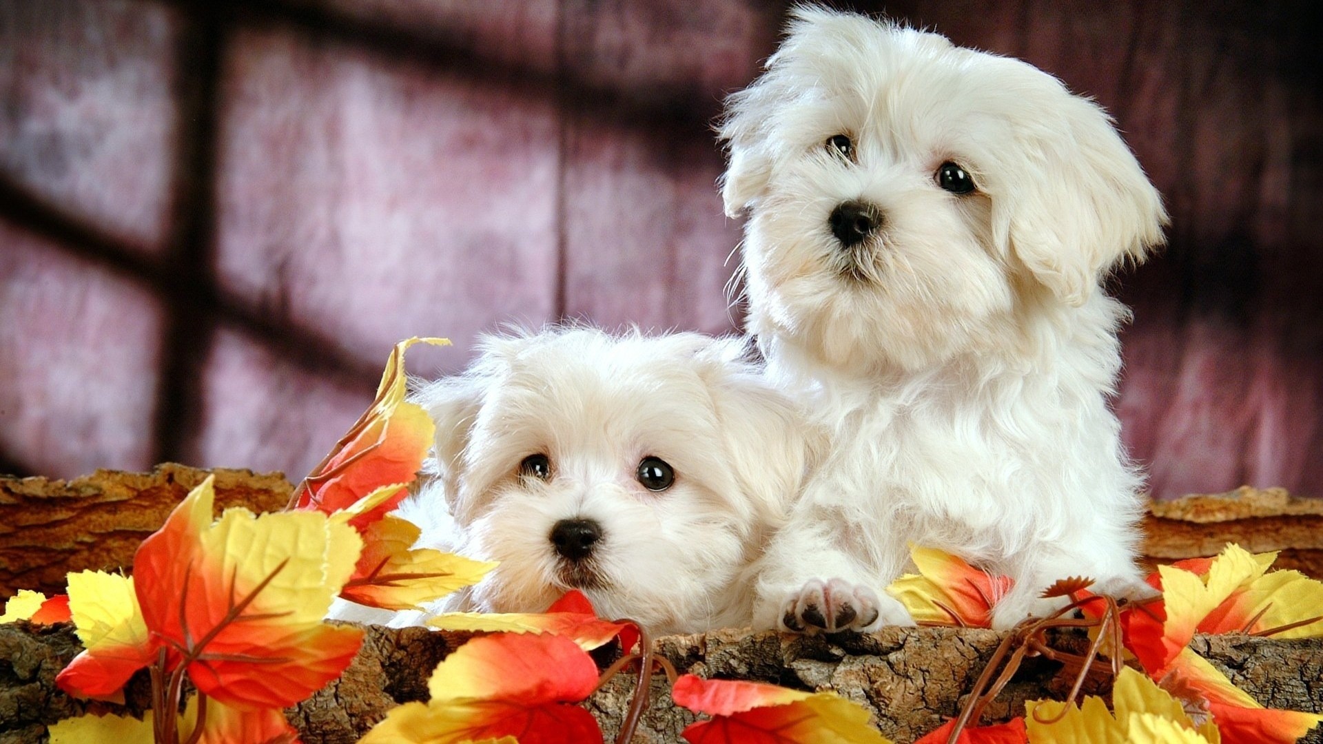 Cute Puppy Wallpapers For Desktop 58 Images Cute Puppy Wallpapers For Desktop 58 Images