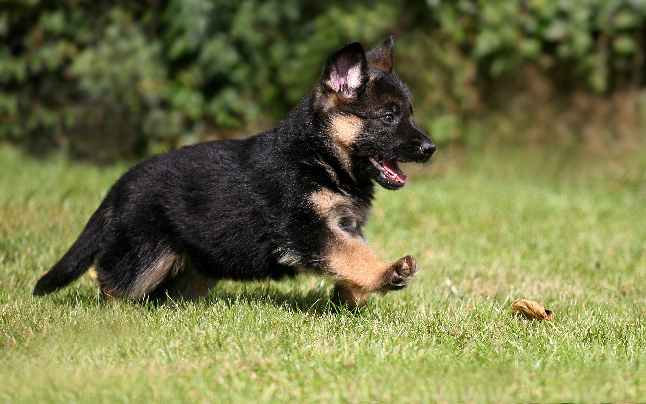 Baby German Shepherd Wallpaper 62 Images 