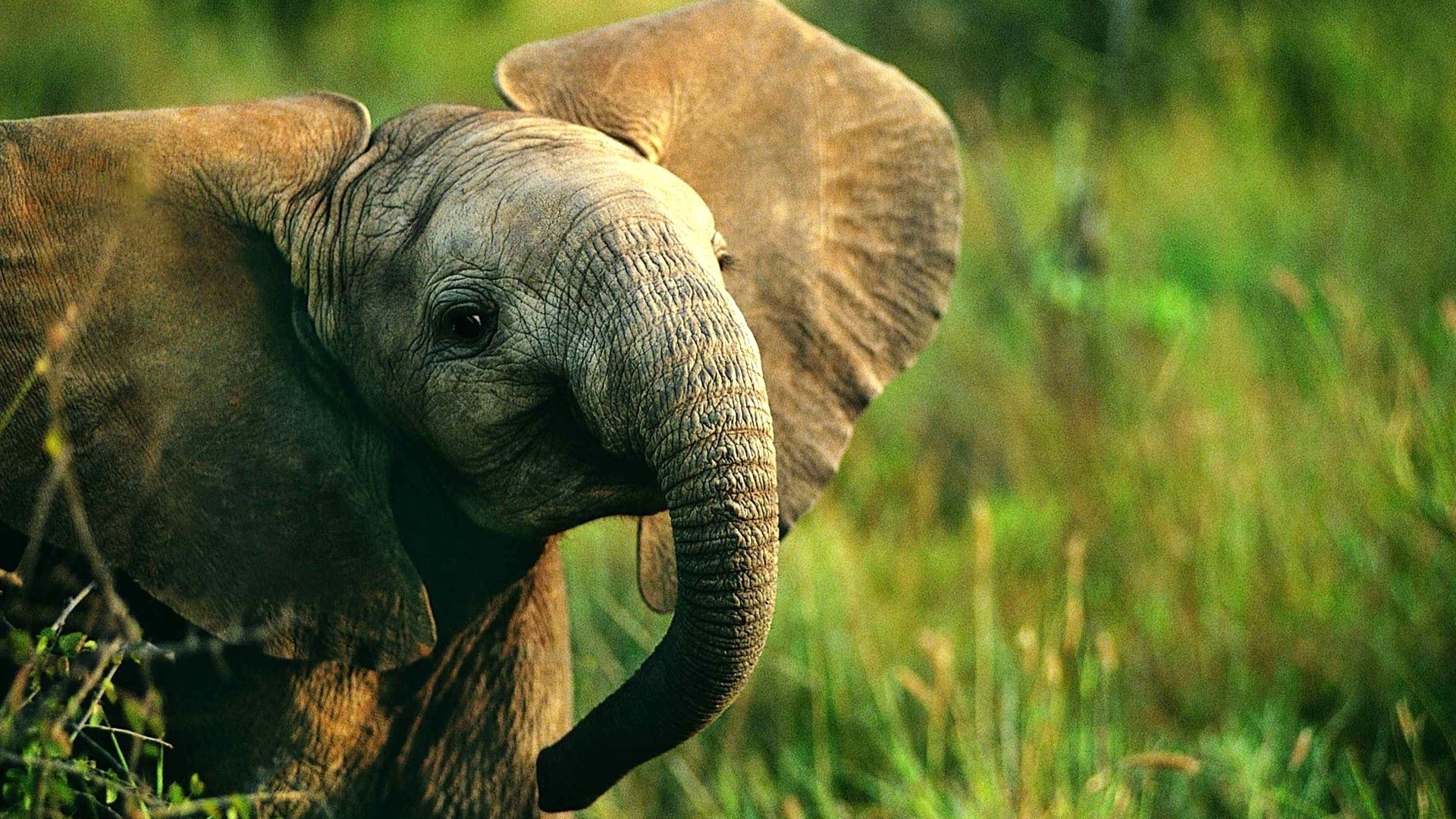 Baby Elephant Wallpaper (66+ images) - photo#31