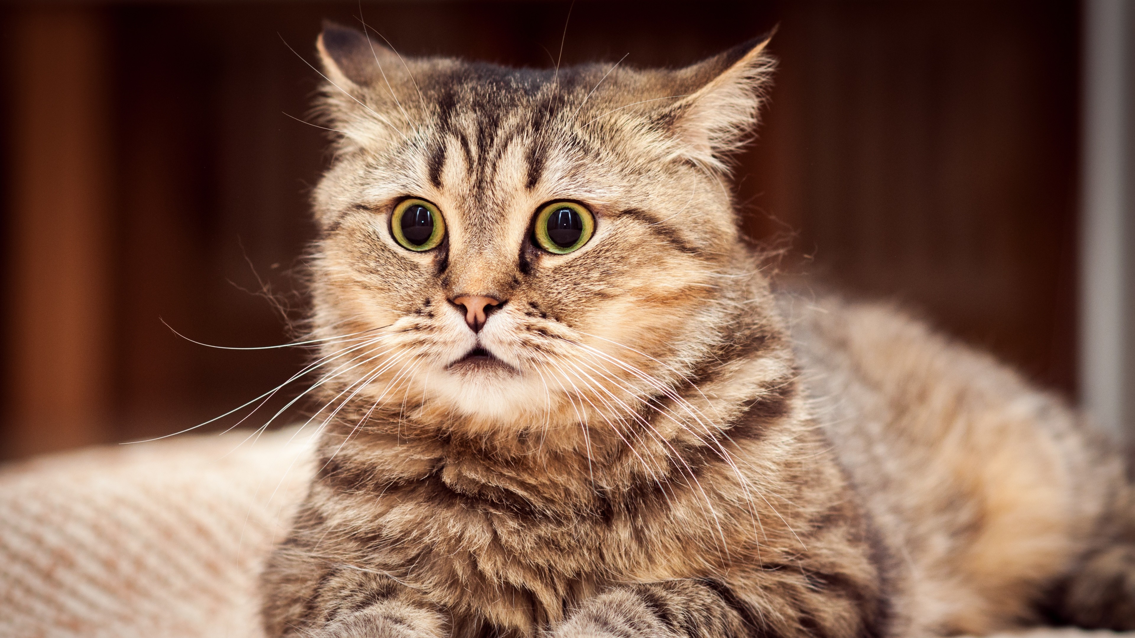 Funny Cat Wallpapers Funny Cat Wallpapers