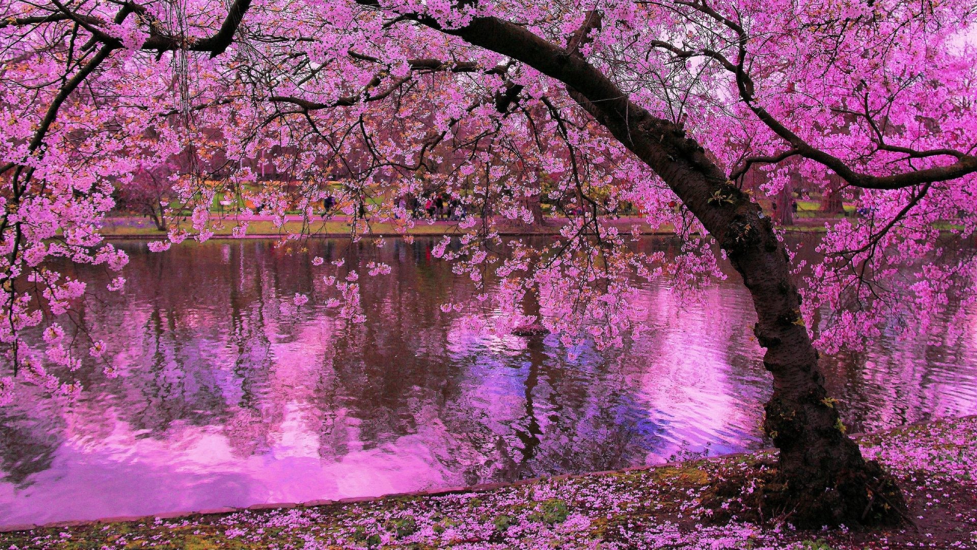 Cherry Blossom Japanese Garden Wallpaper / Japanese Cherry Blossom