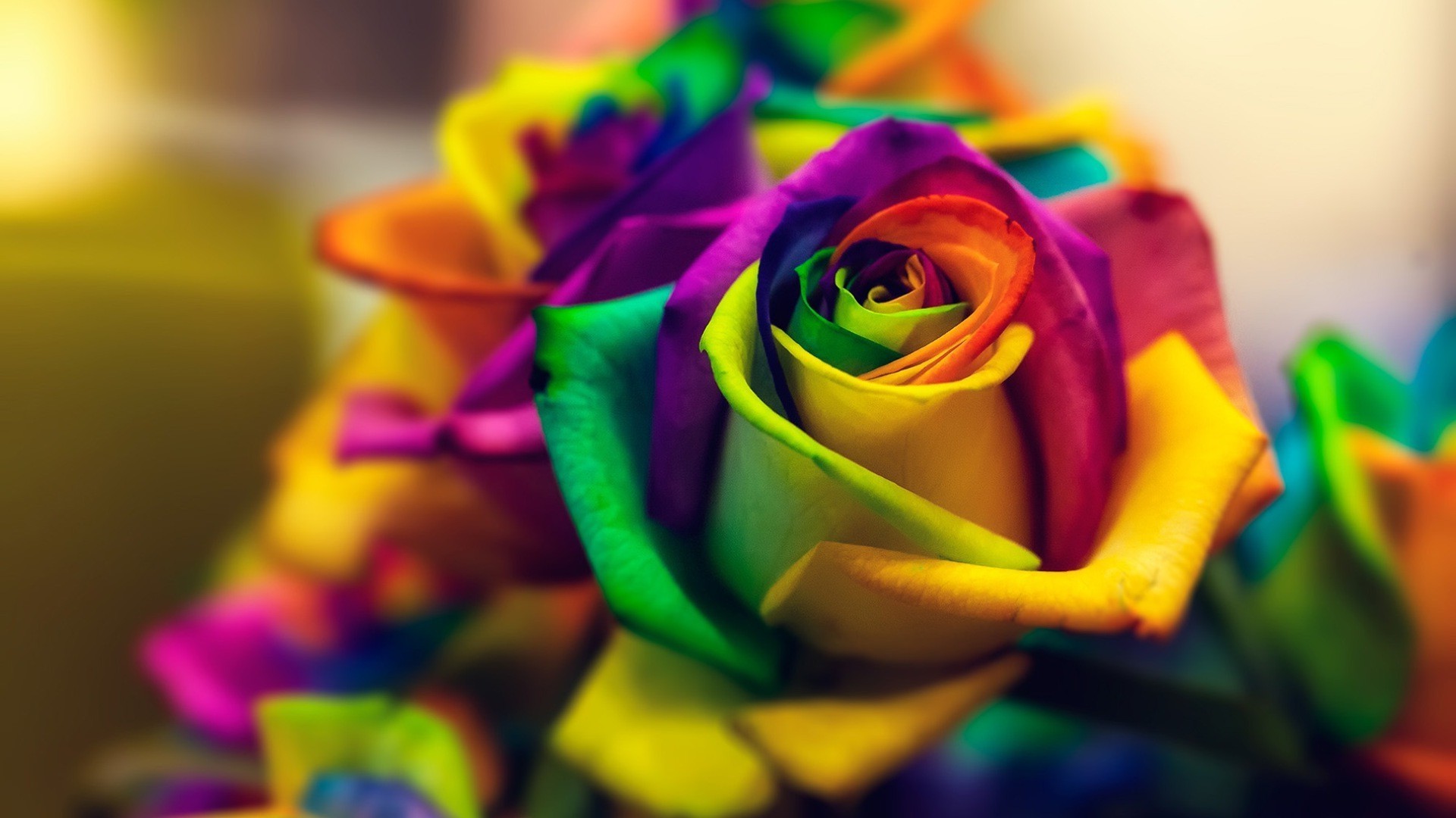 Rainbow Roses Wallpaper (48+ images)