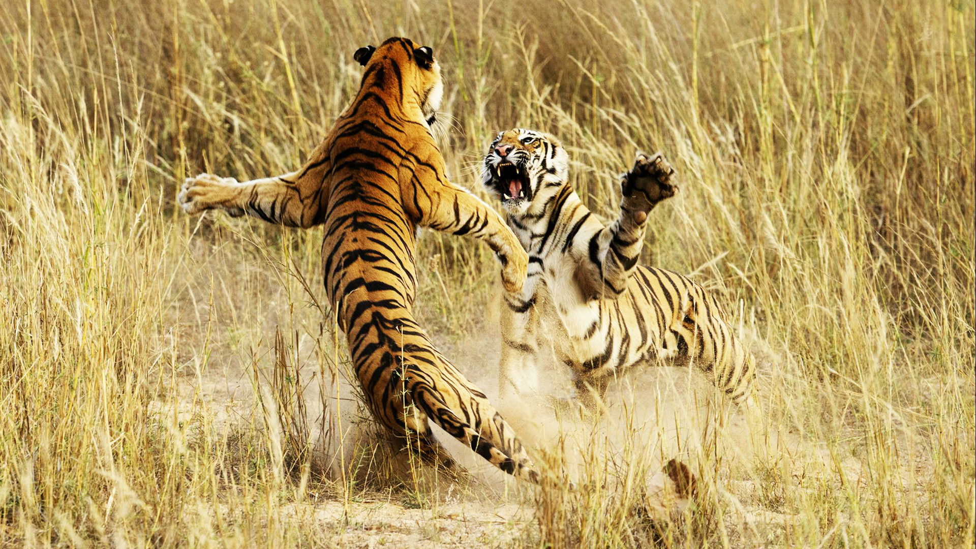 Tiger HD Wallpaper (81+ images)
