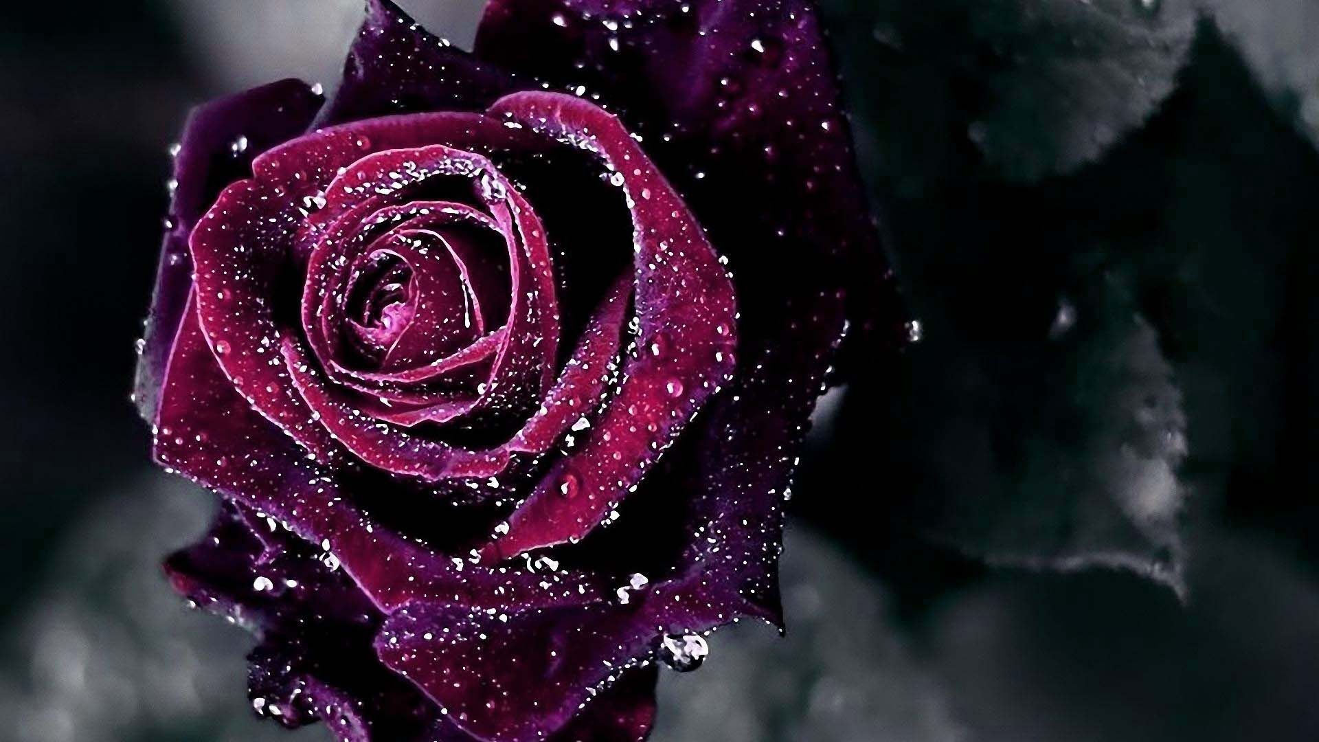 Pink and Black Rose Wallpaper (69+ images)