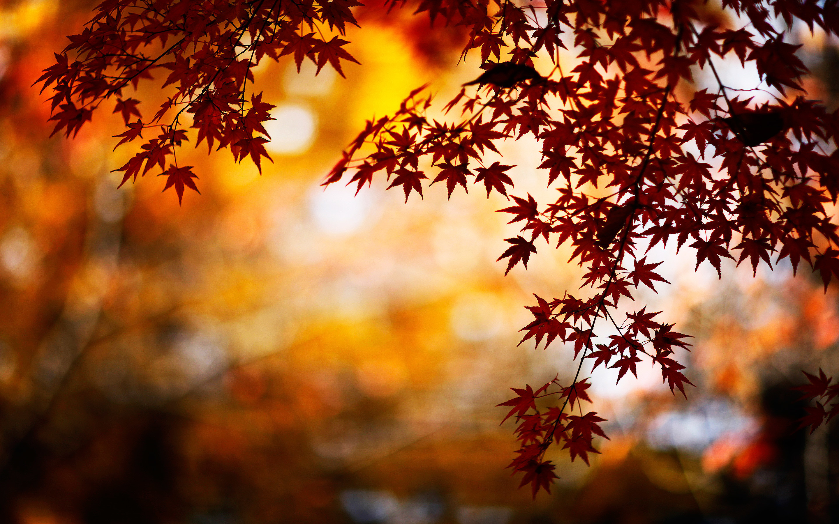 Pemandangan Autumn Leaves Wallpaper Pemandangan Autumn Leaves Wallpaper