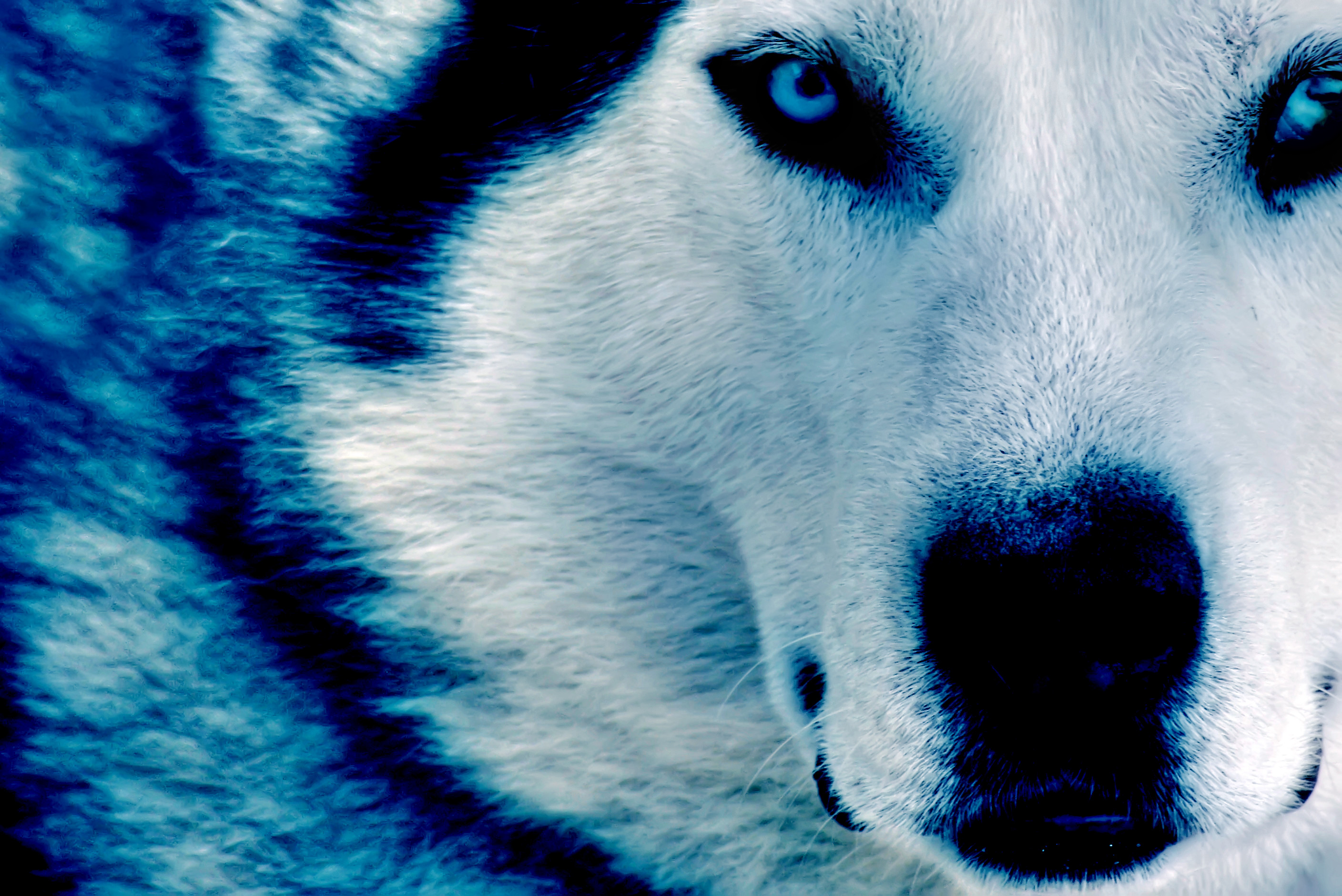 Midnight Blue Wolf Ice Cool Backgrounds