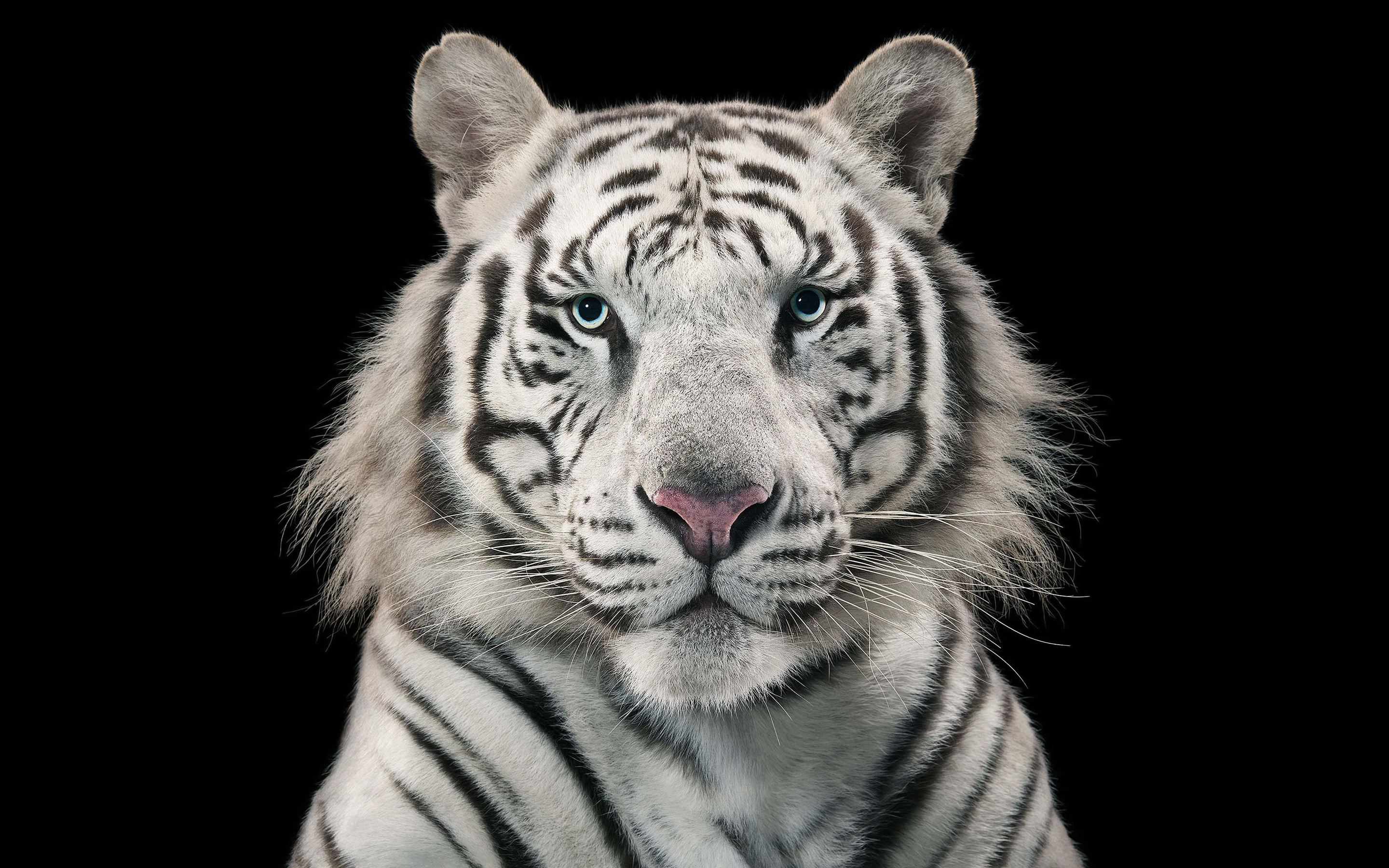 White Bengal Tiger Wallpaper 55 Images