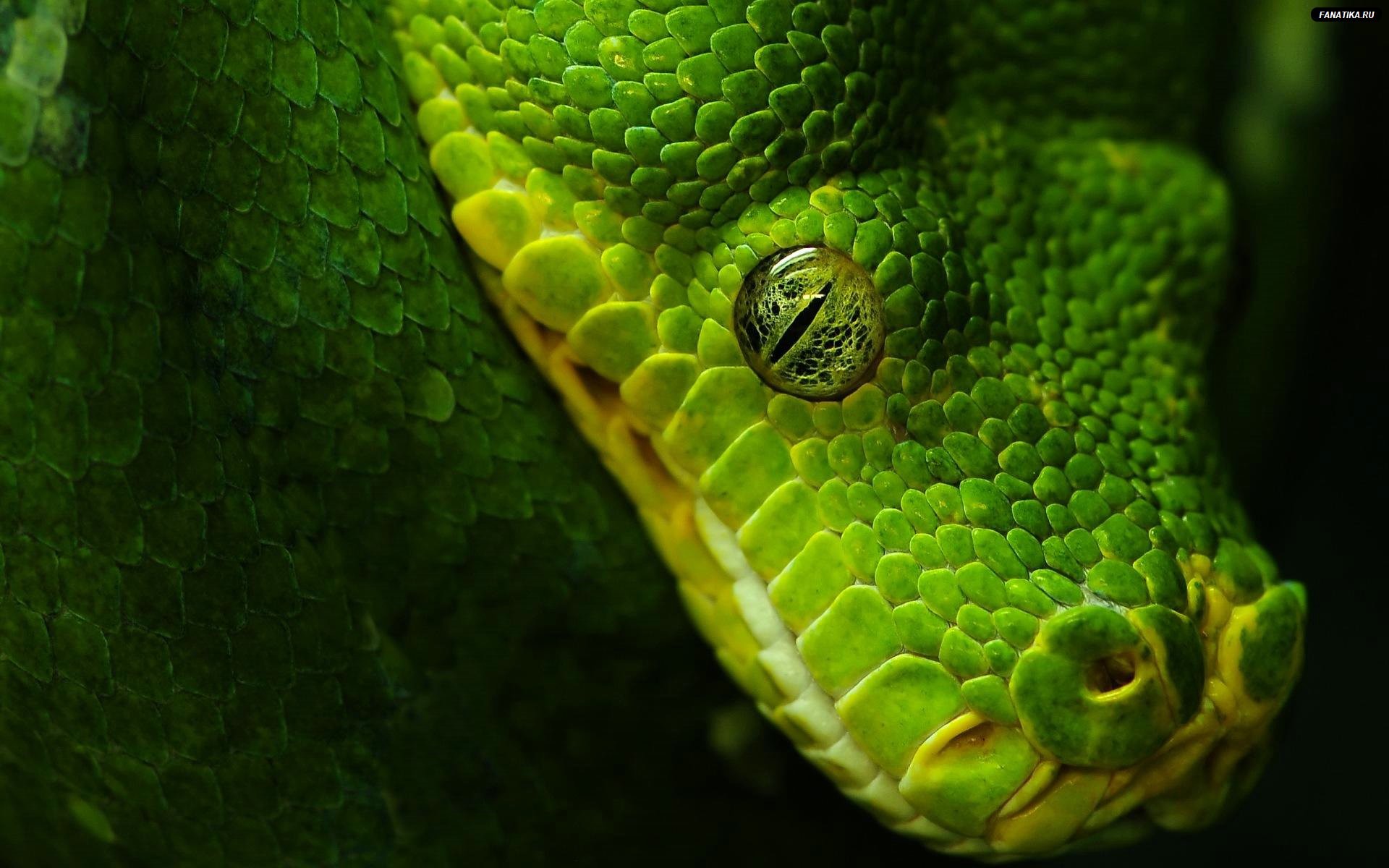 Cool Snake Wallpapers (65+ images)