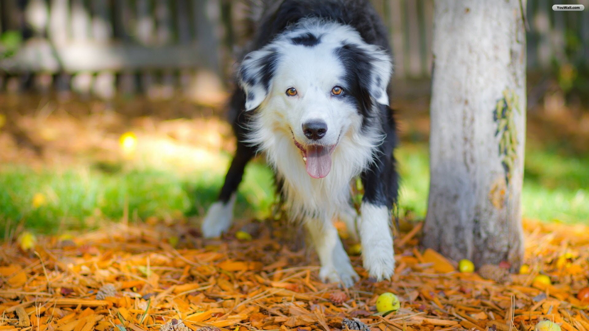 Puppy Wallpaper and Screensavers (53+ images)