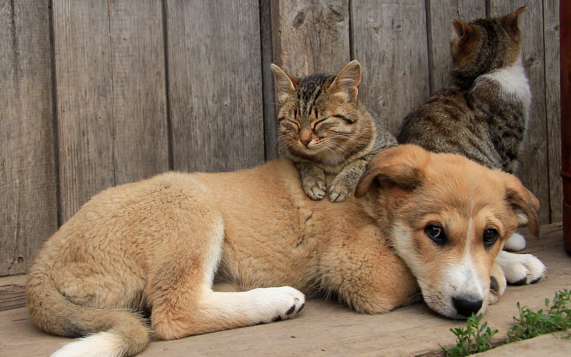 Cat And Dog Wallpaper 56 Images