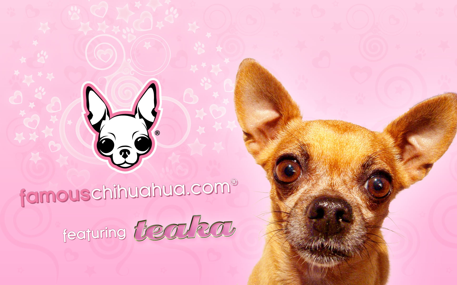 Chihuahua Wallpaper for iPhone