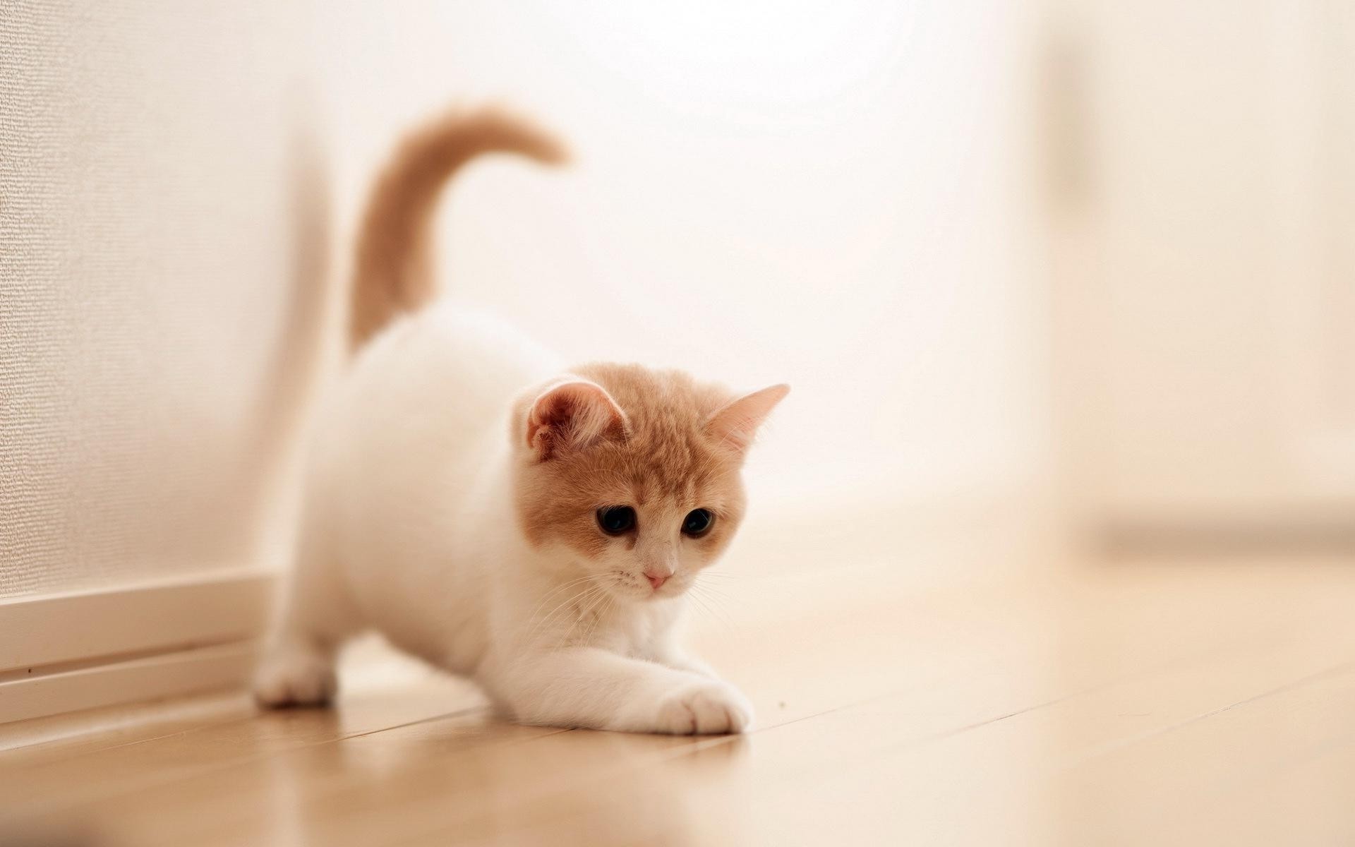 Cute Cat Wallpapers (67+ images)