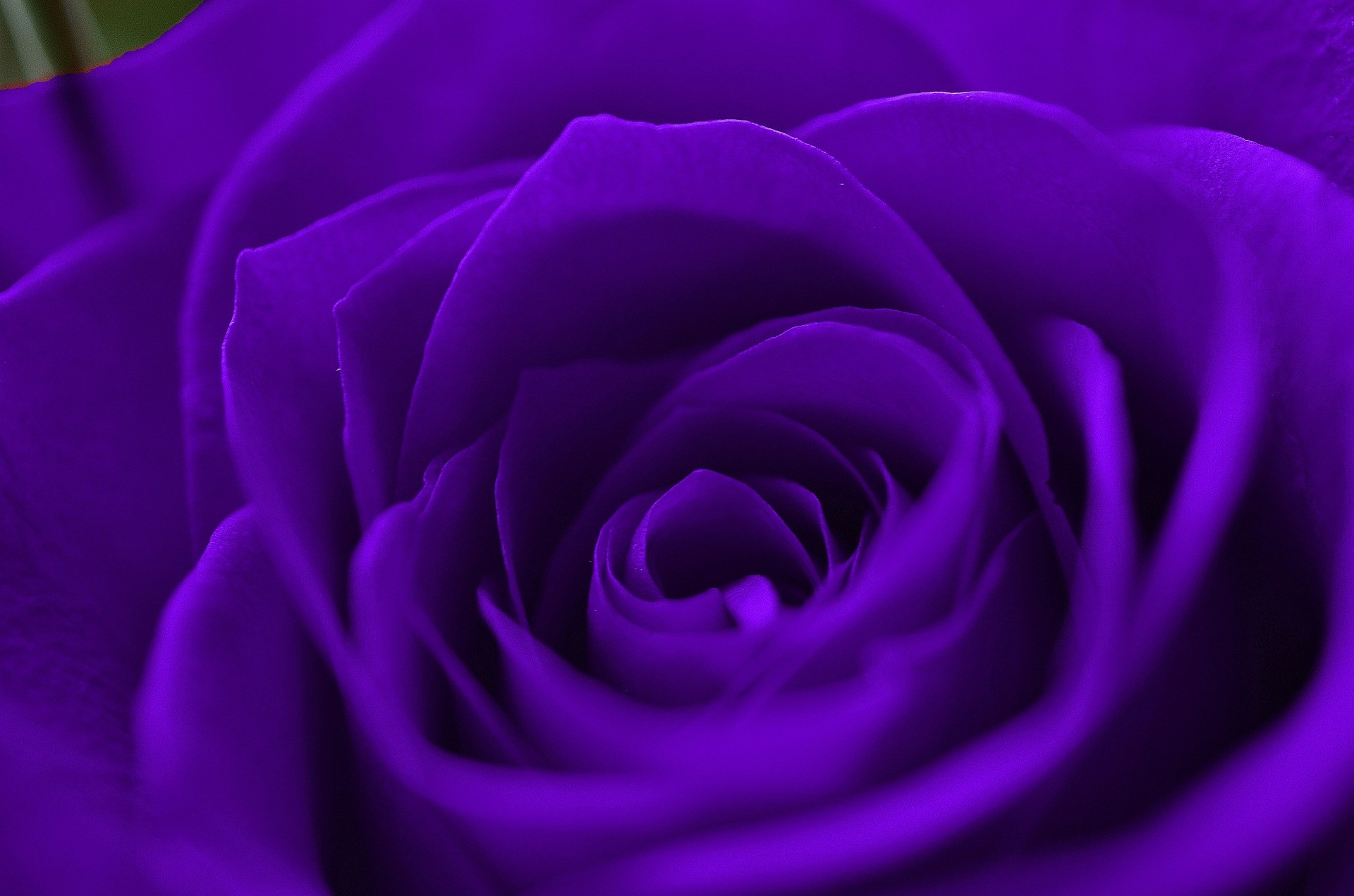 Dark Purple Roses Wallpaper (46+ images)