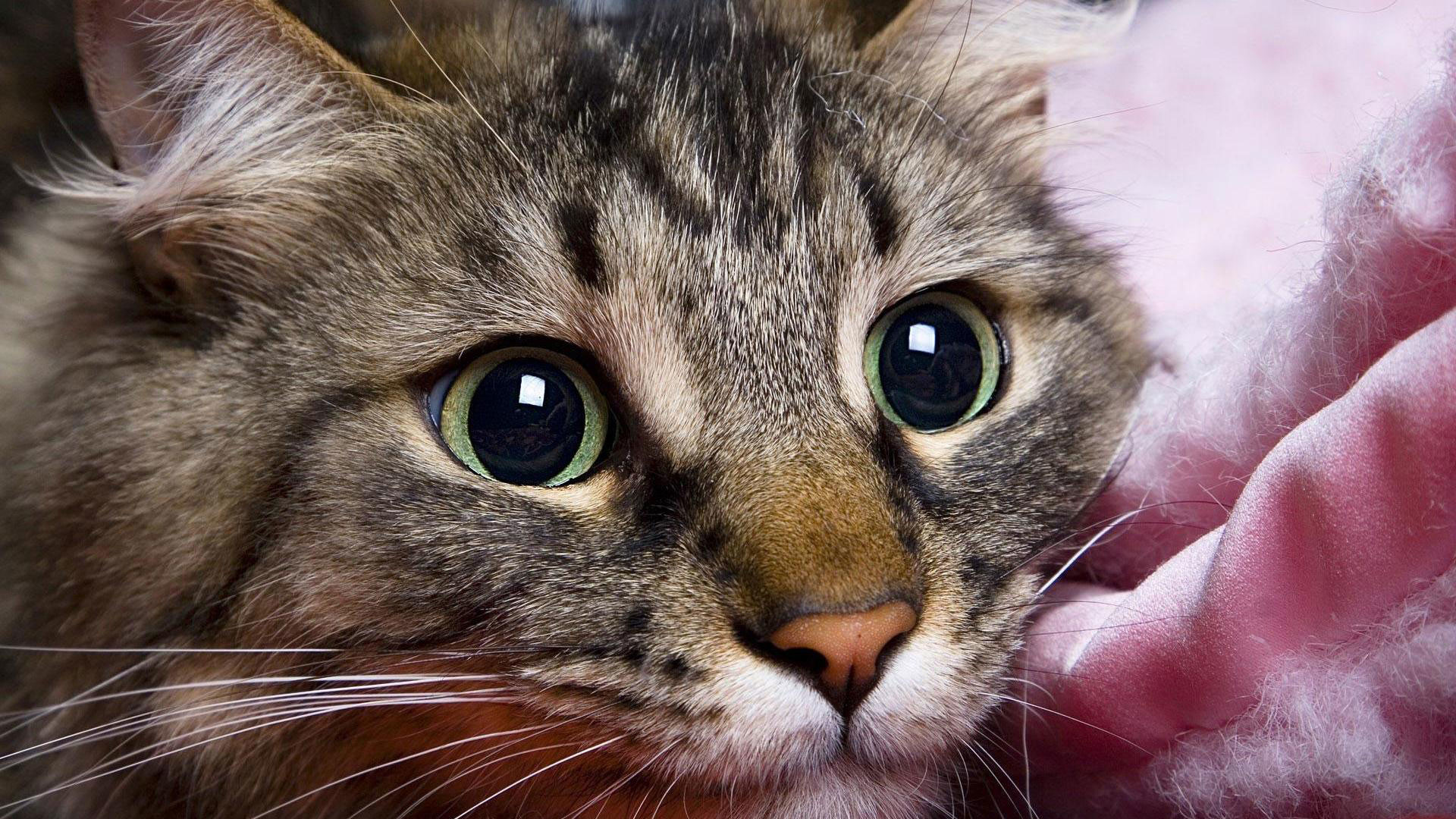 Cute Cat Pic Hd Wallpaper Hd Cat Wallpapers 64 Images Cute Cat Pic Hd Wallpaper Hd Cat Wallpapers 64 Images