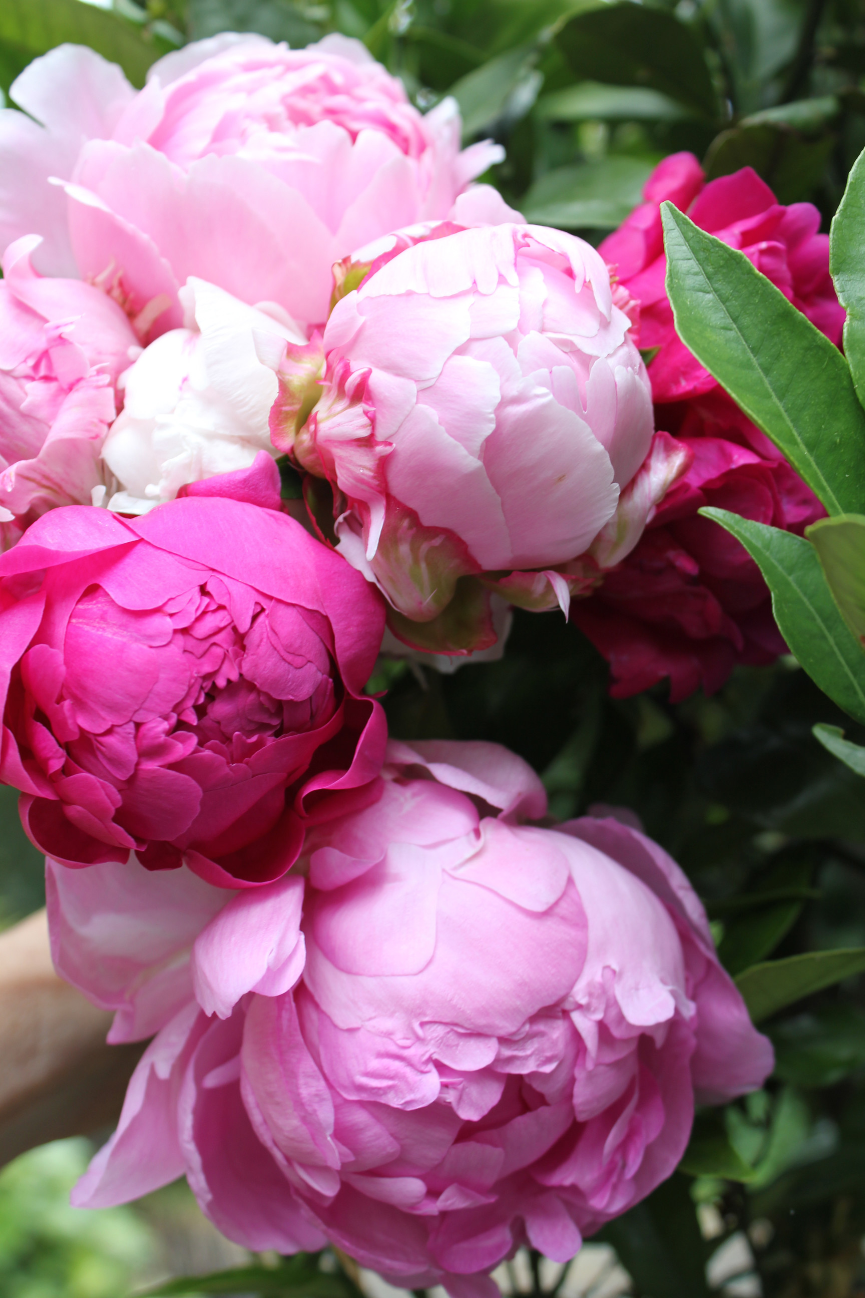 Pink Peonies Wallpaper (46+ images)