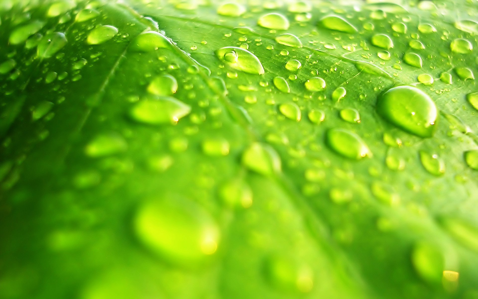 Green Leaf Wallpaper HD (70+ images)