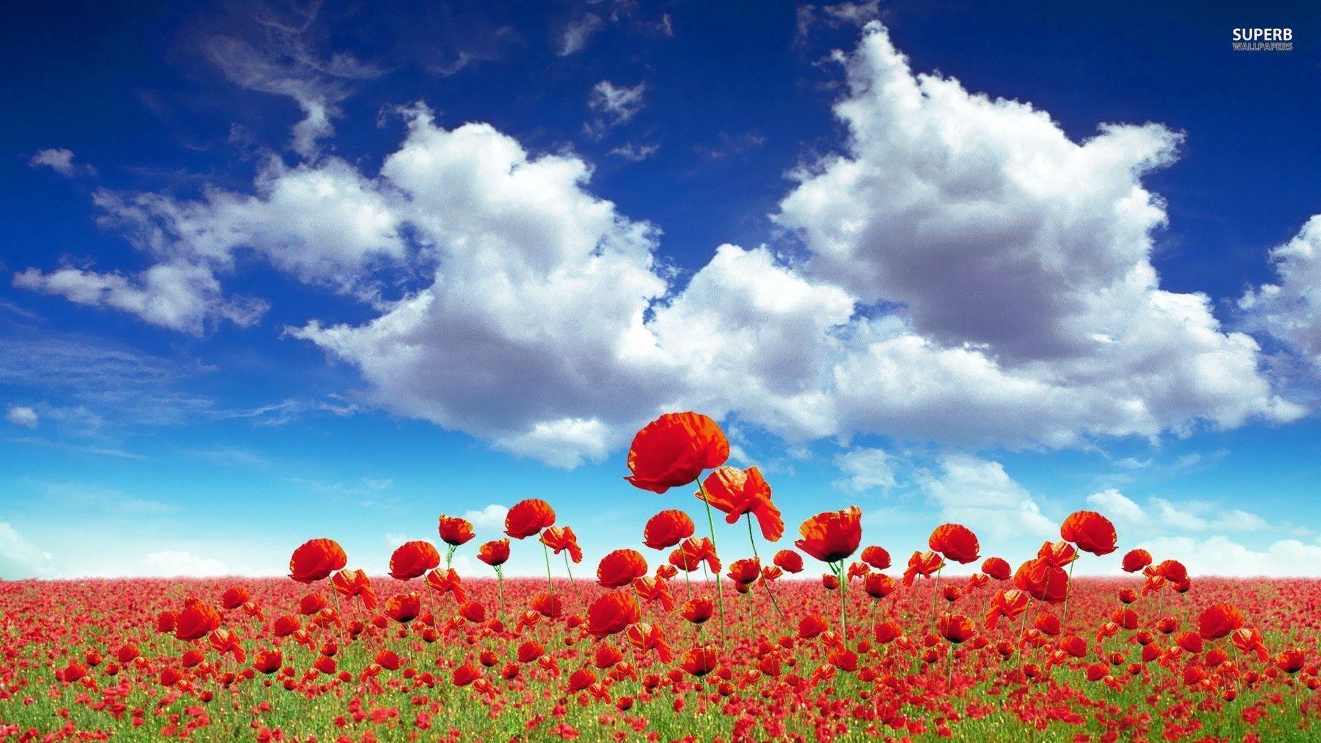 Field of Poppies Wallpaper (50+ images)