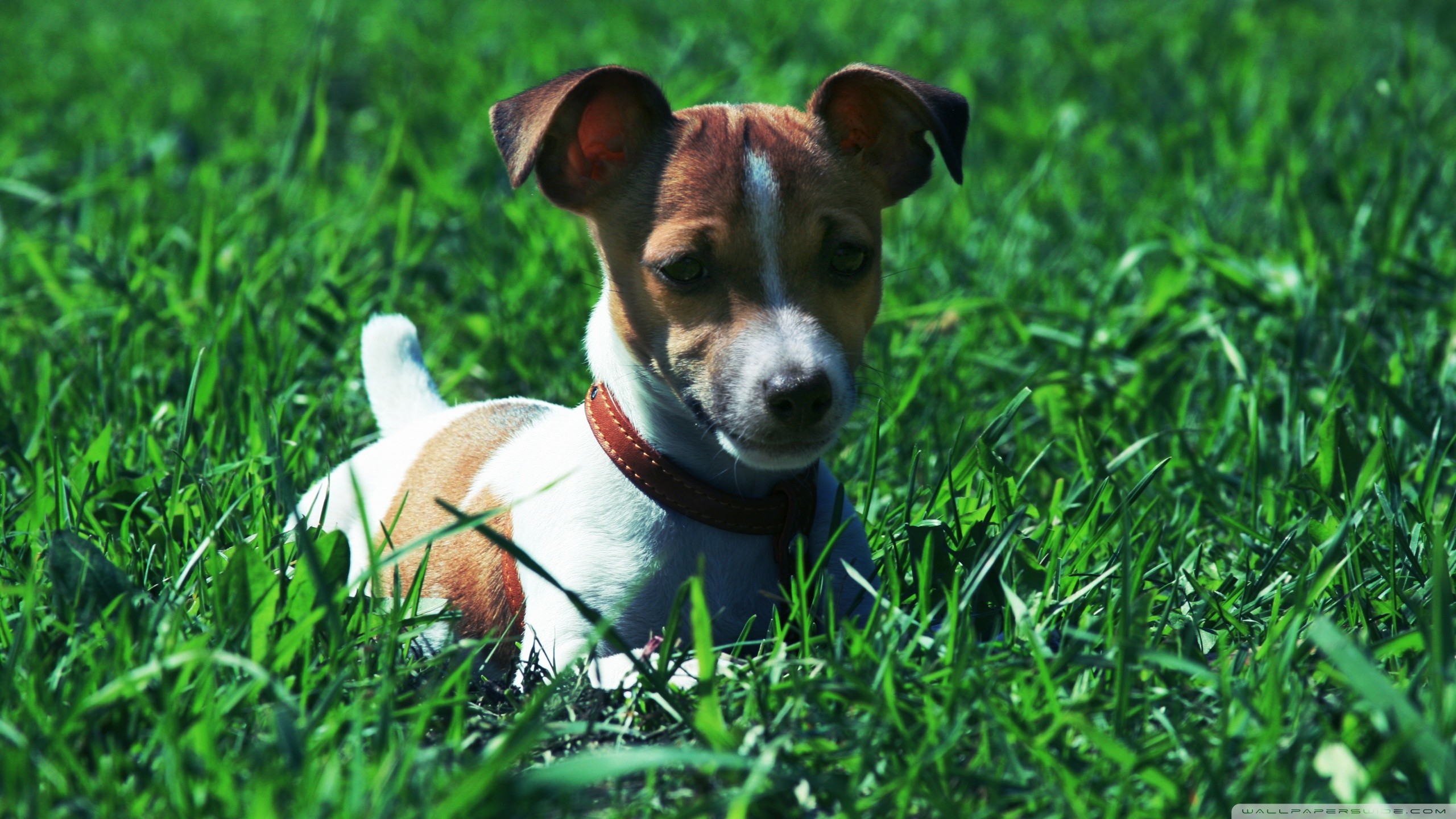 Jack Russell Terrier Wallpaper (61+ images)