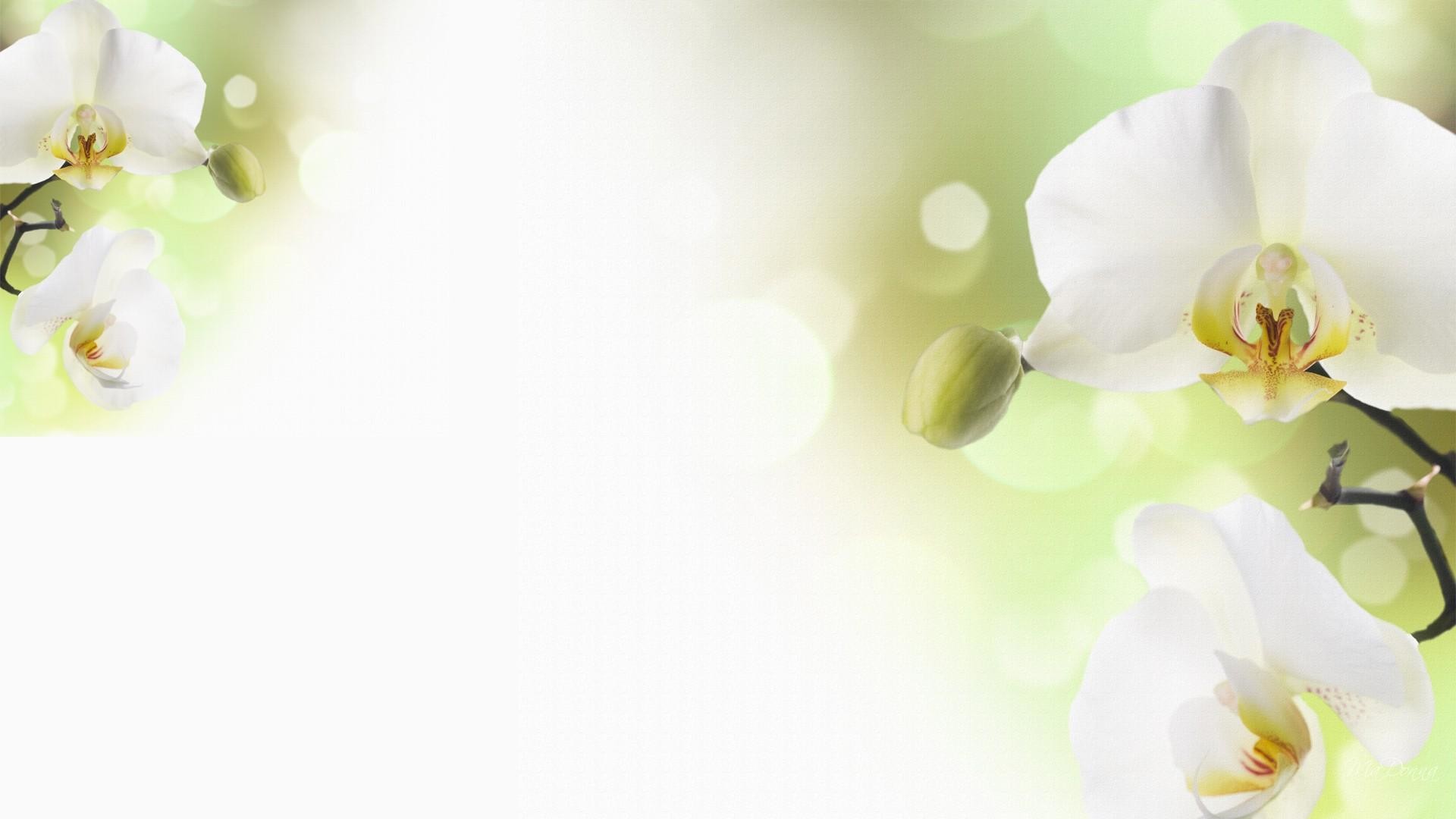 White Orchid Wallpaper (60+ images)