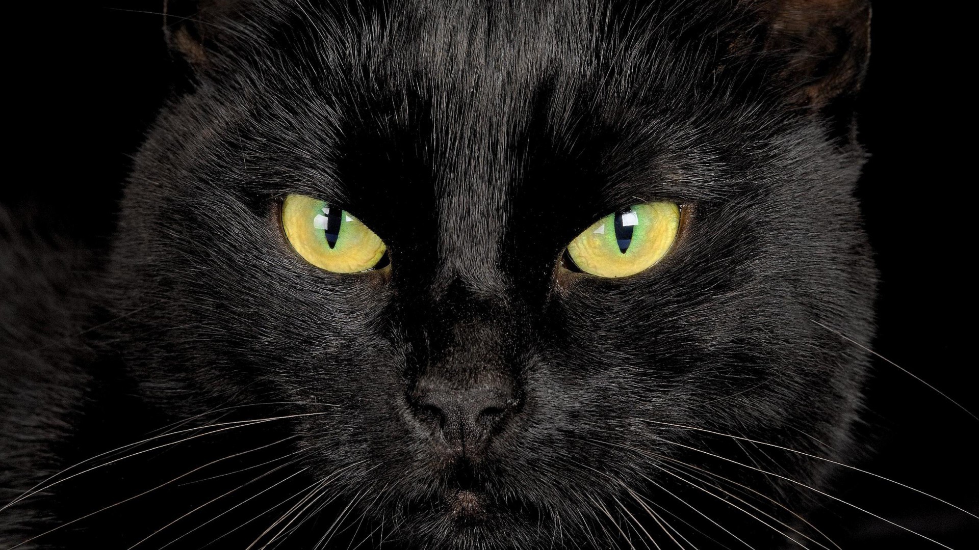 Black Cat Eyes Wallpaper (69+ images)