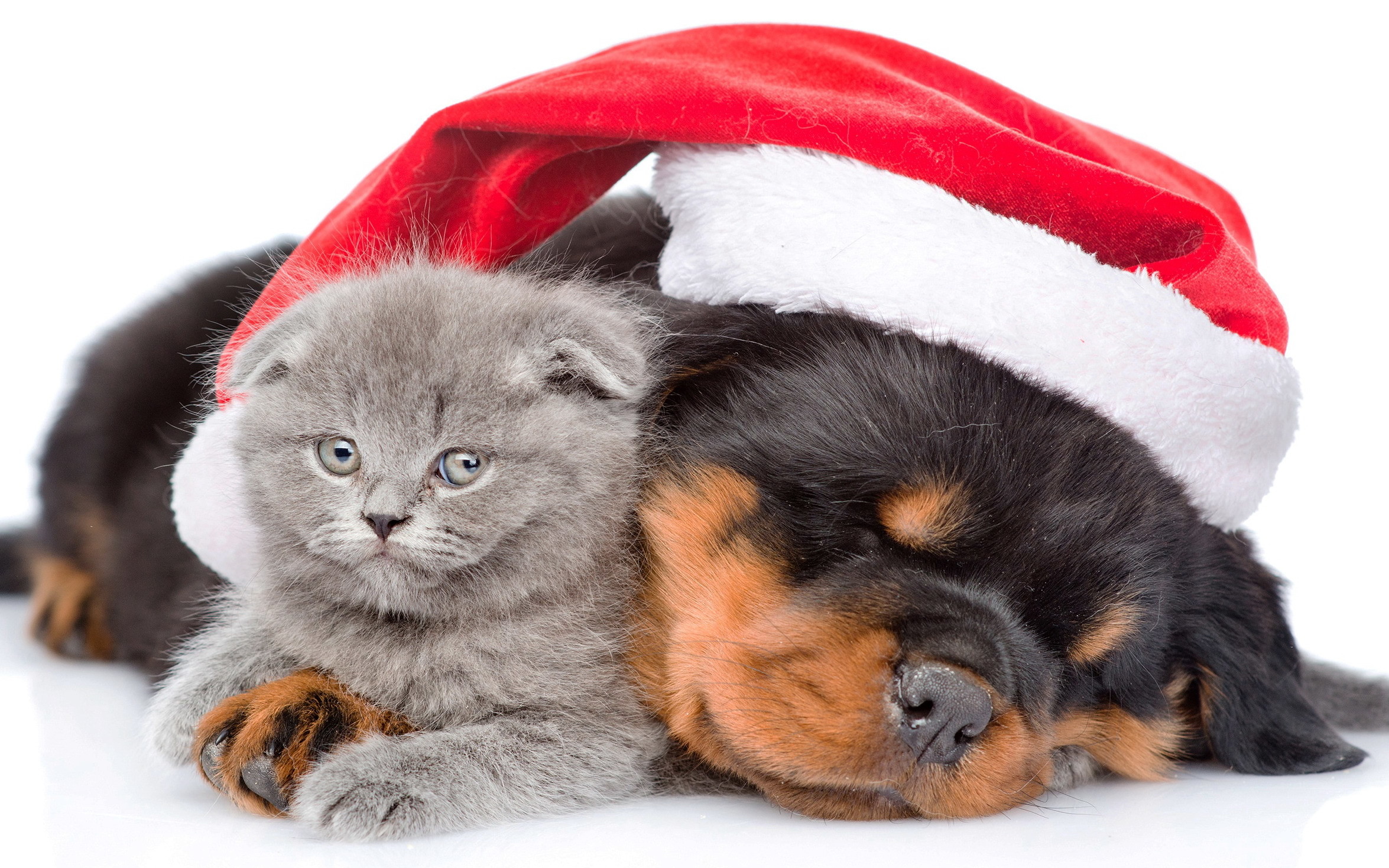 Christmas Kittens Wallpaper (59+ images)